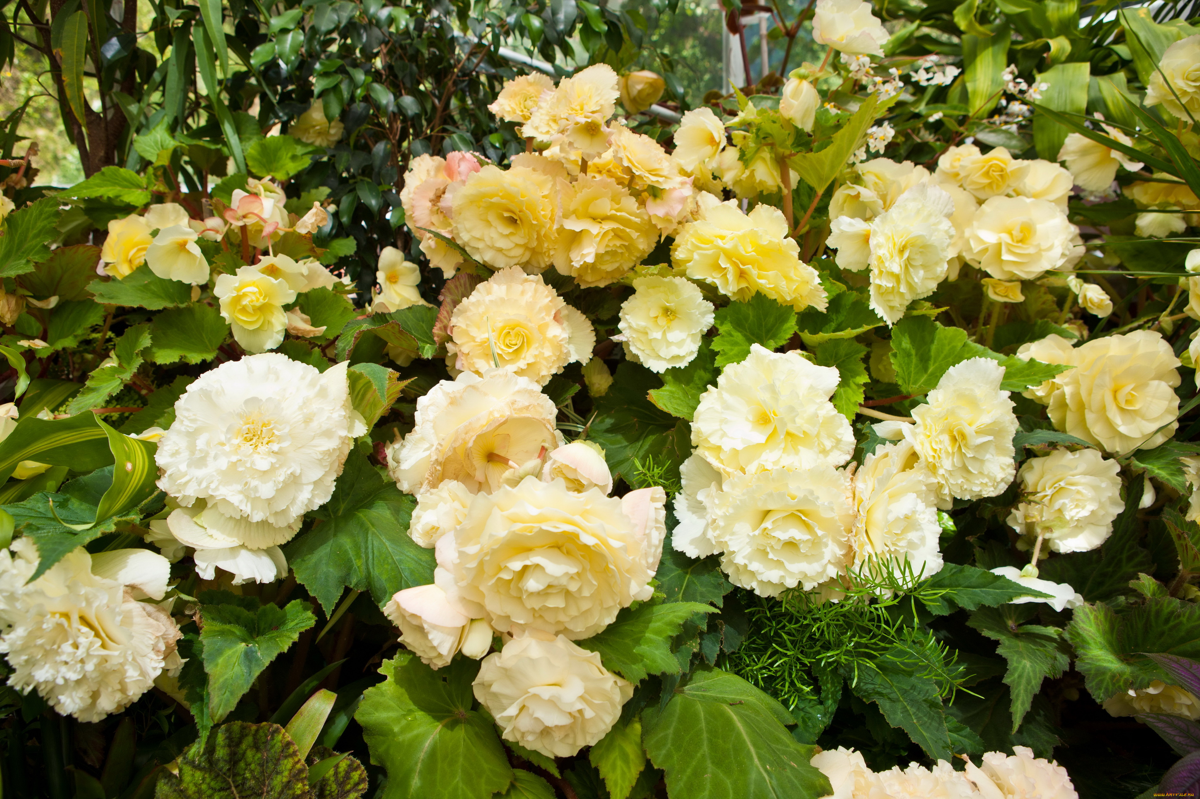 цветы, бегония, бегонии