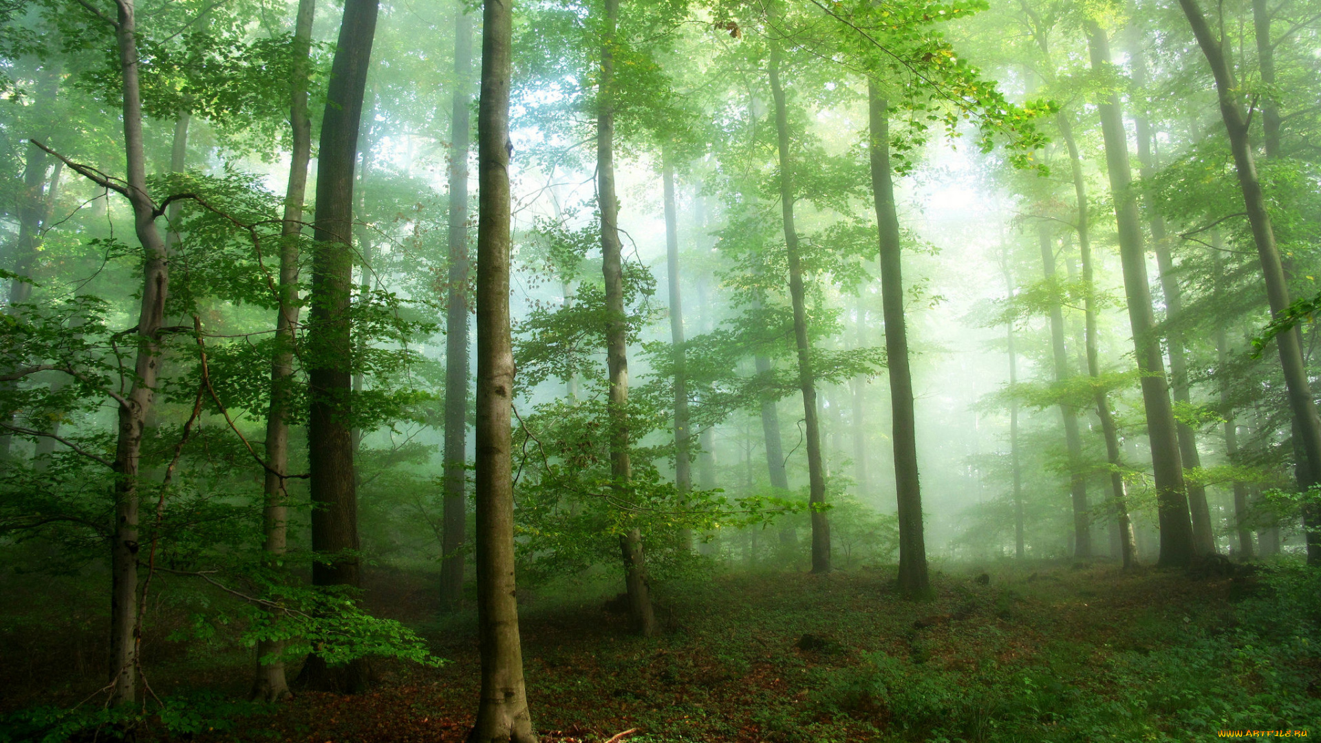 природа, лес, деревья