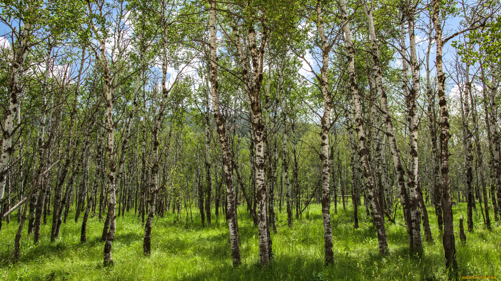 природа, лес, деревья