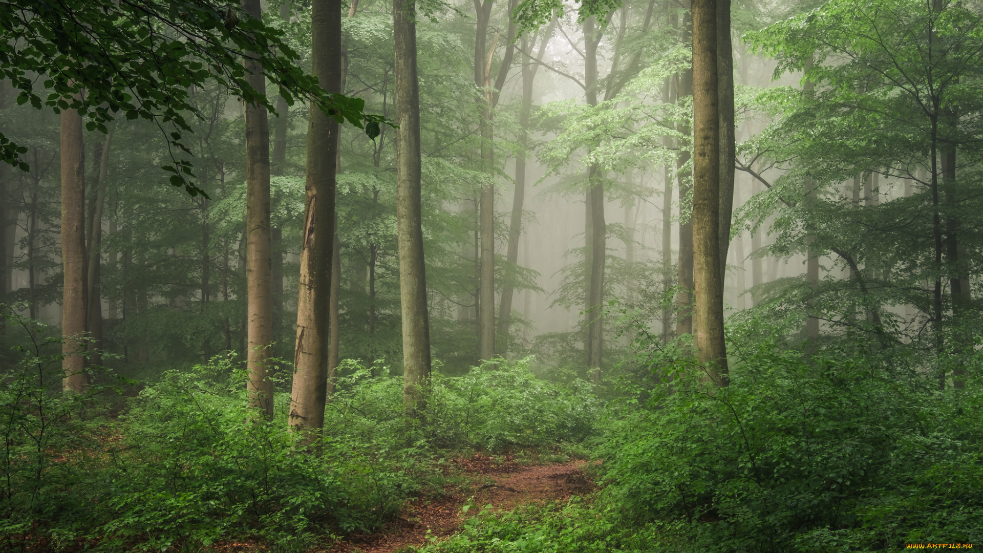 природа, лес, деревья