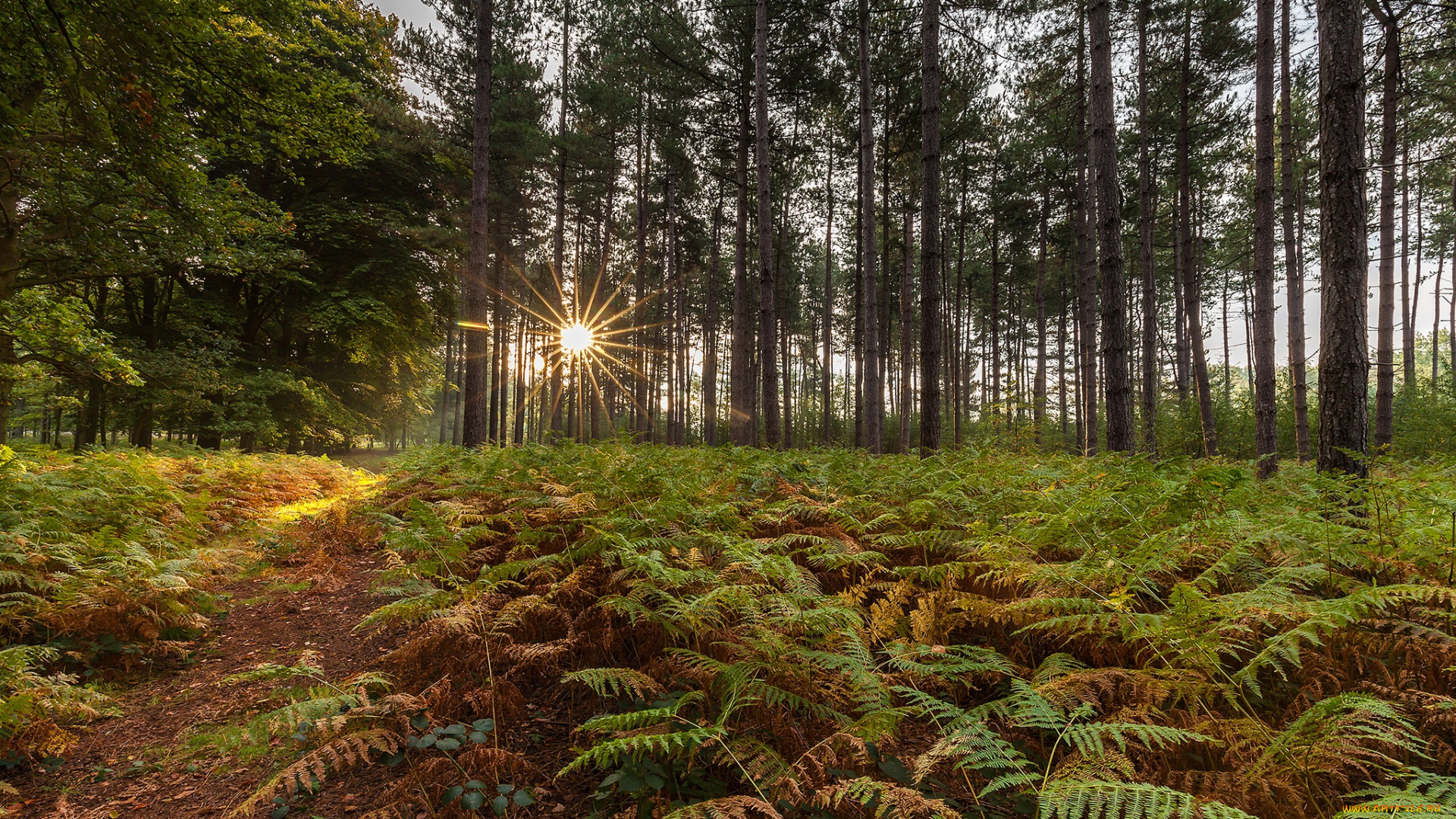 природа, лес, деревья