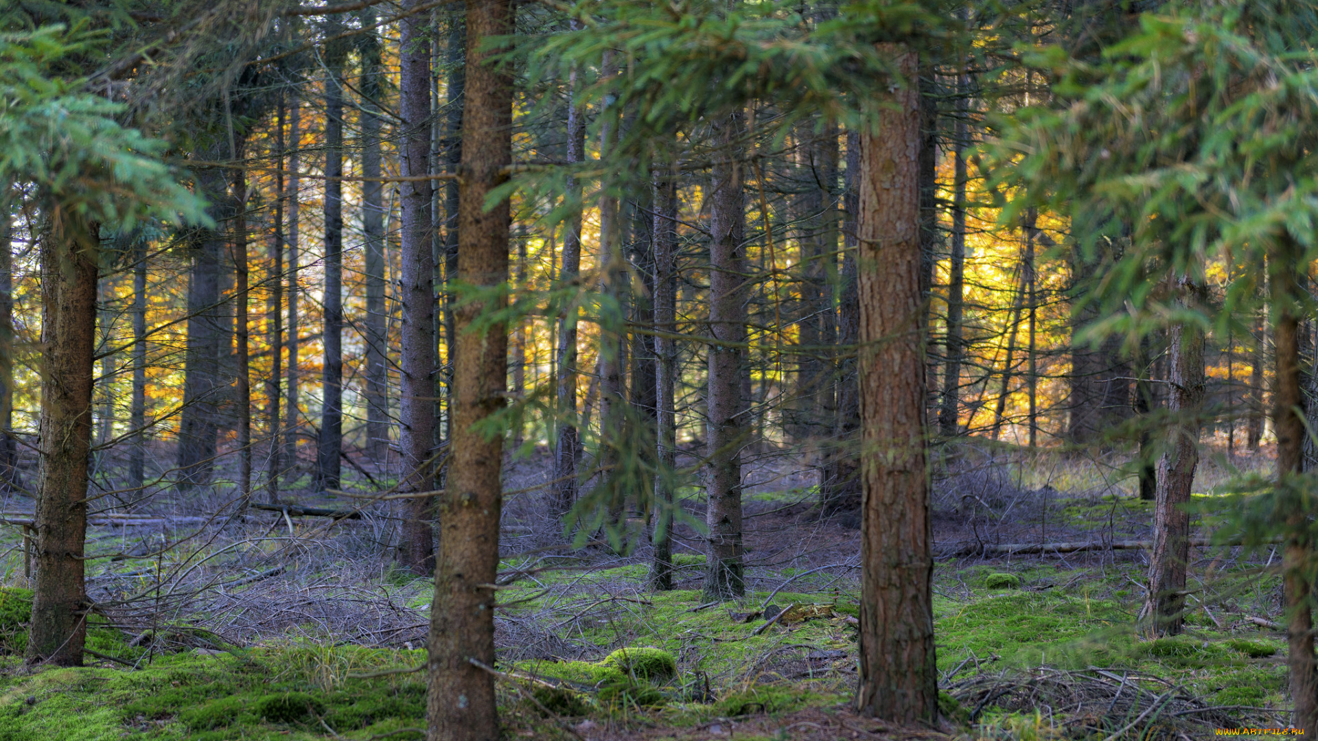 природа, лес, деревья