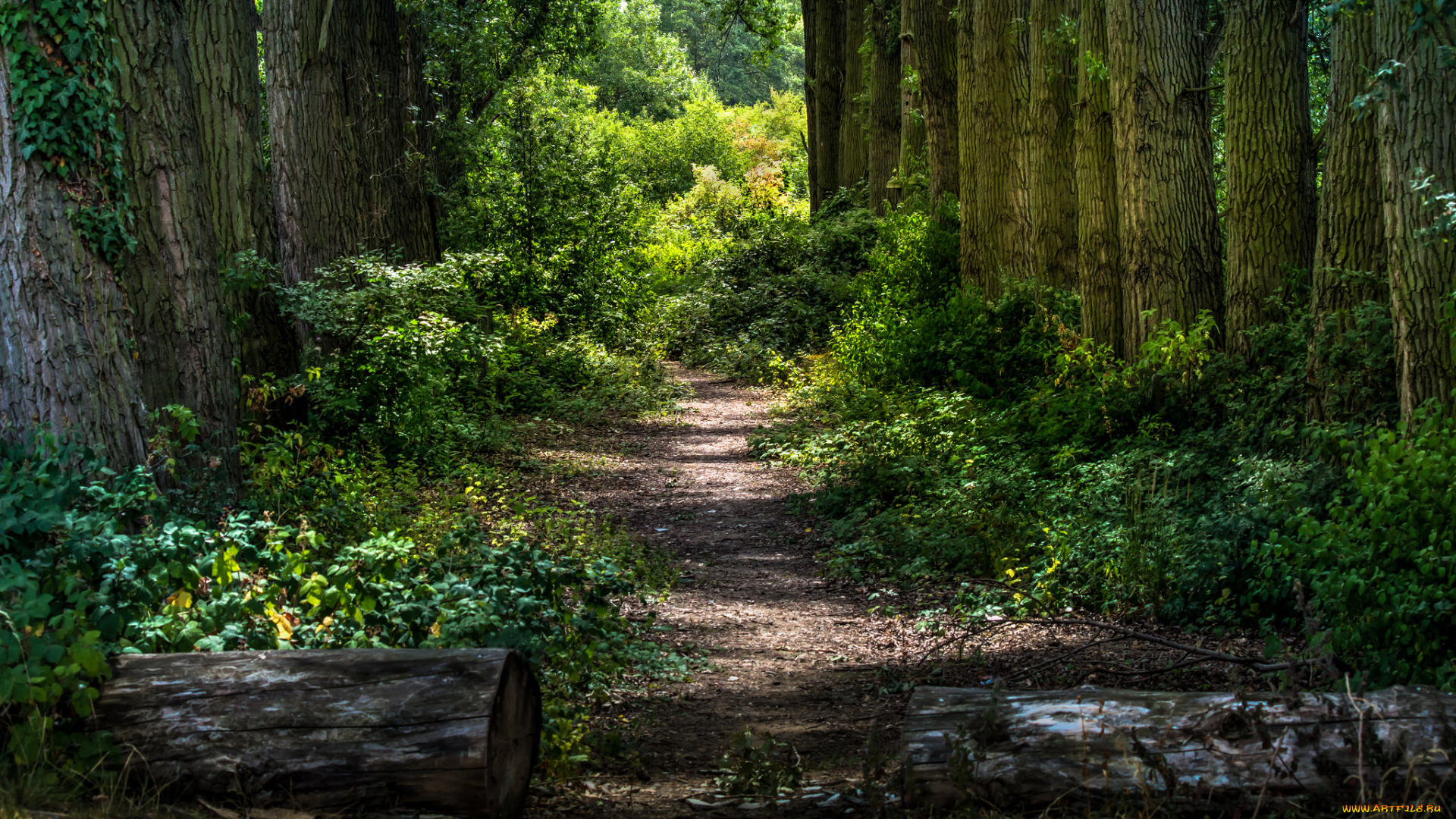 природа, лес, деревья