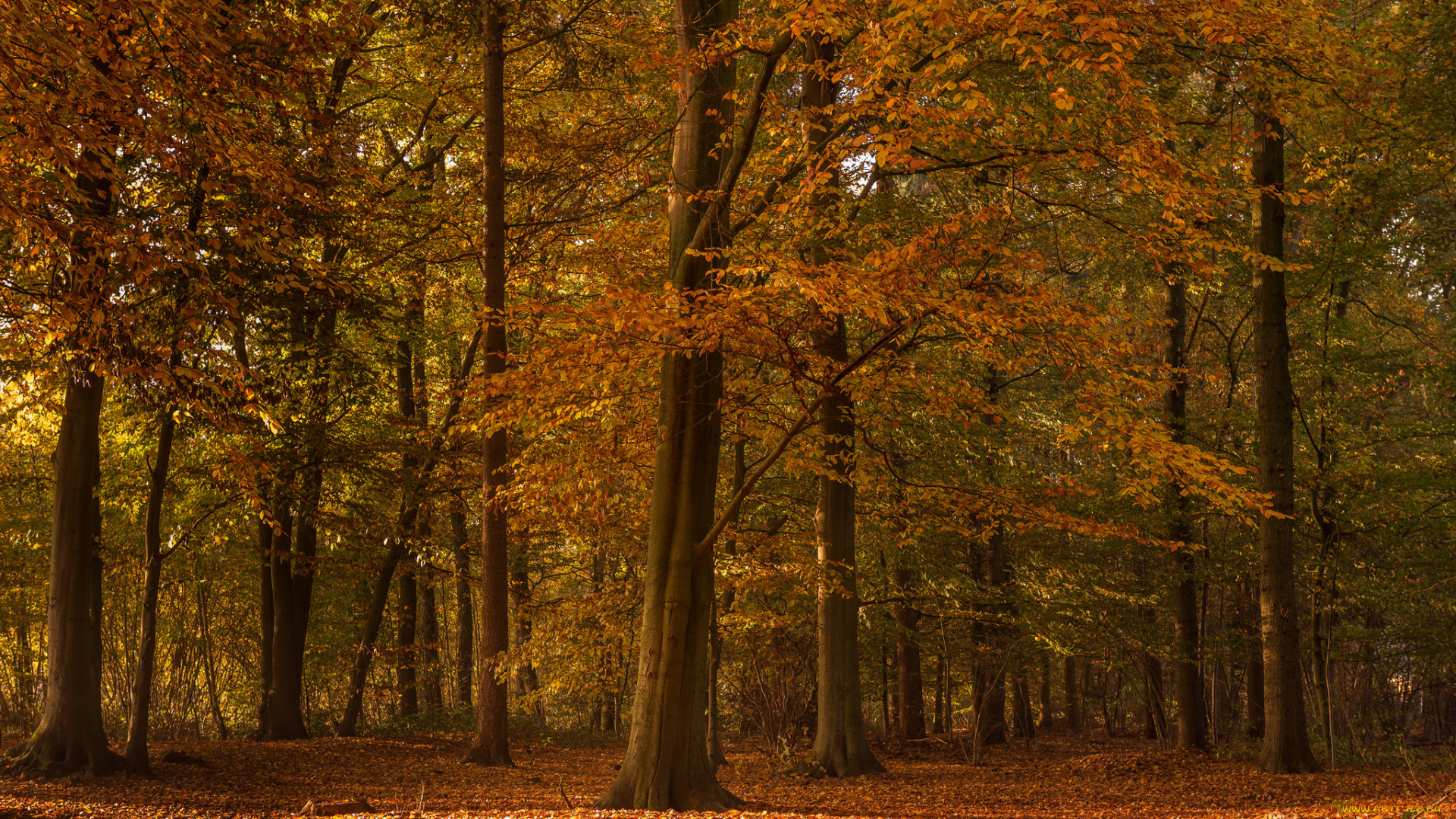 природа, лес, деревья