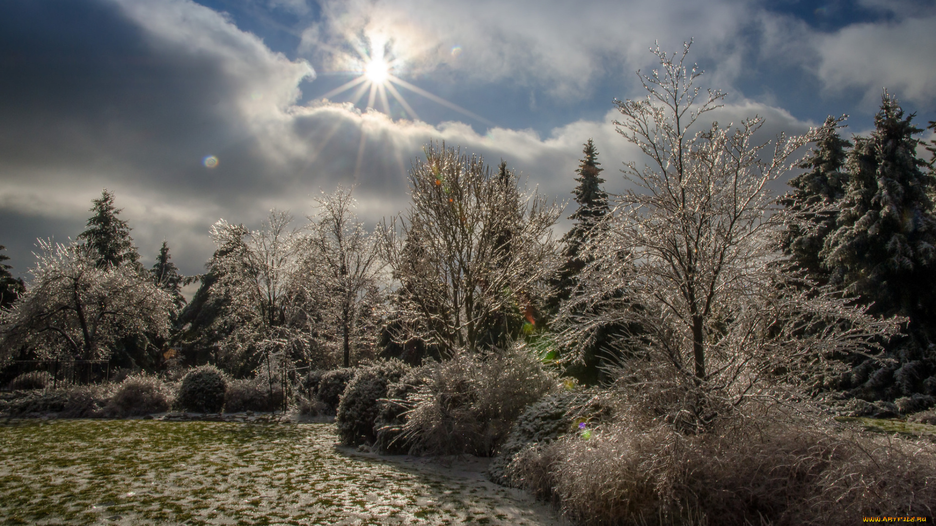 природа, лес, деревья