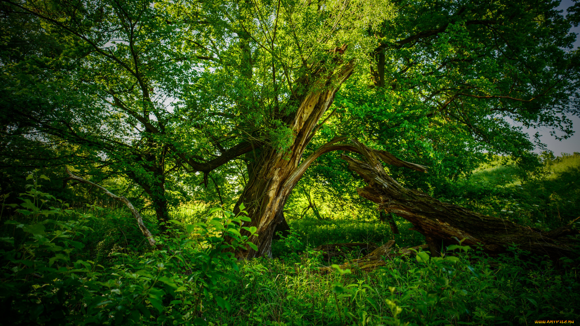 природа, лес, деревья