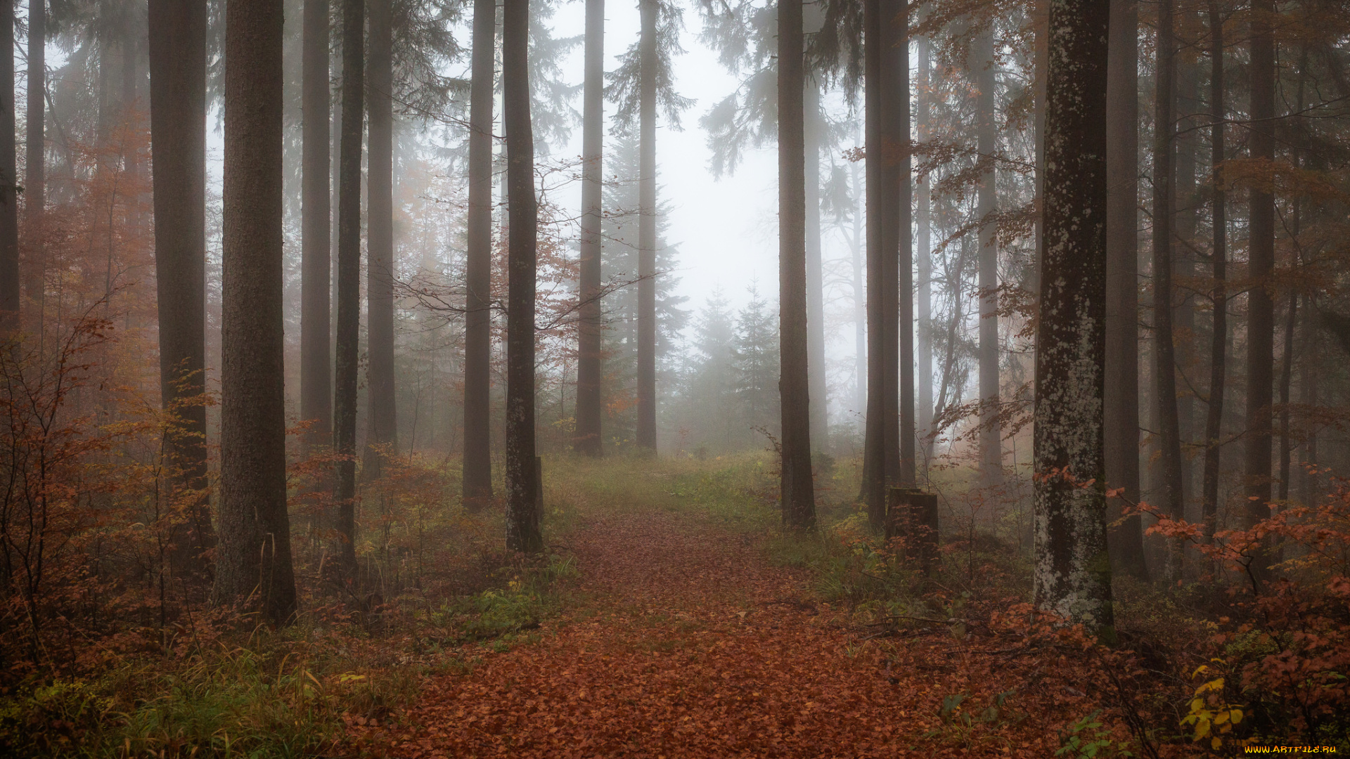 природа, лес, деревья