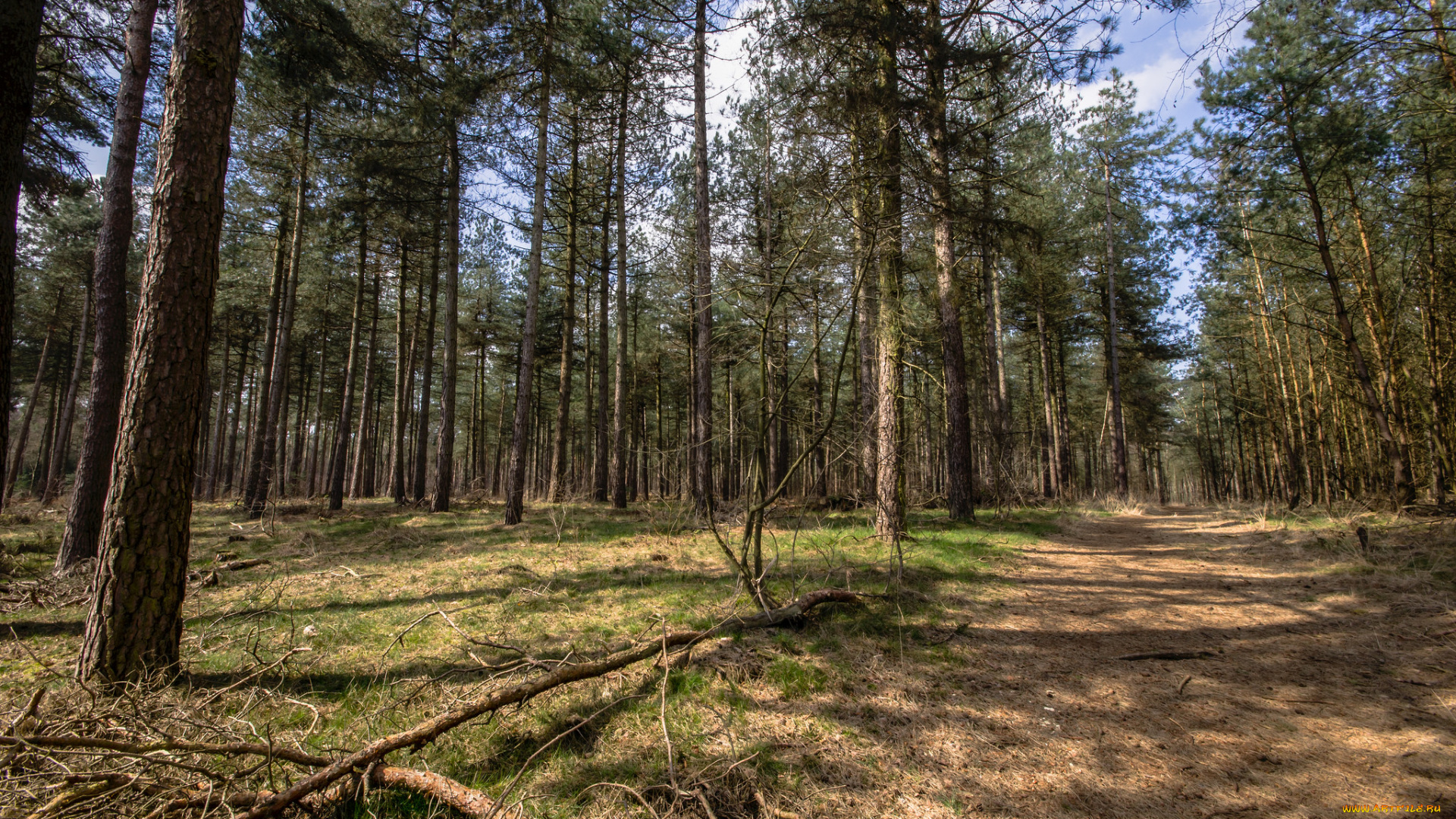 природа, лес, деревья