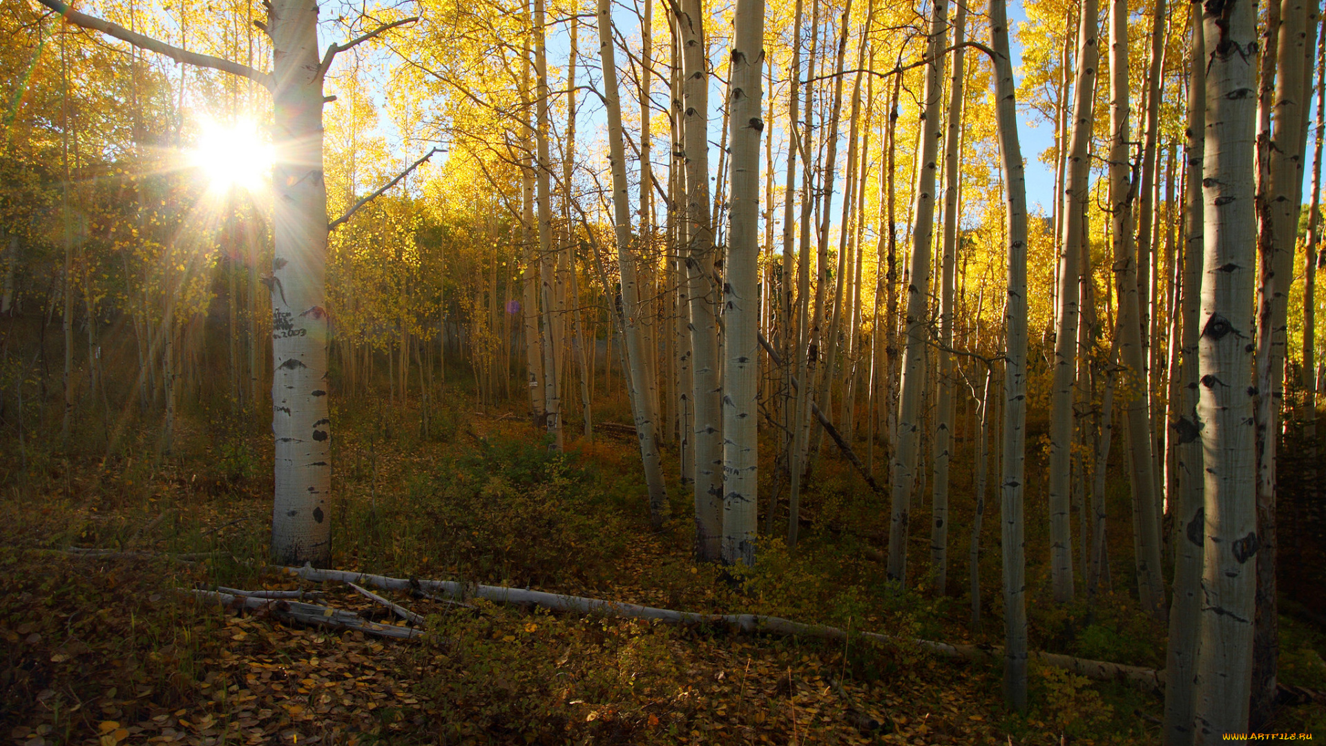 природа, лес, утро