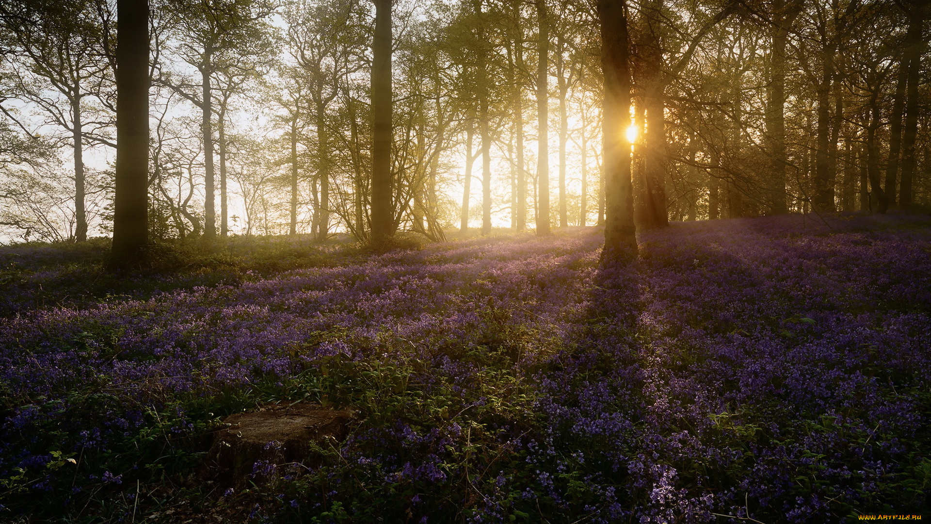 природа, лес, весна, утро