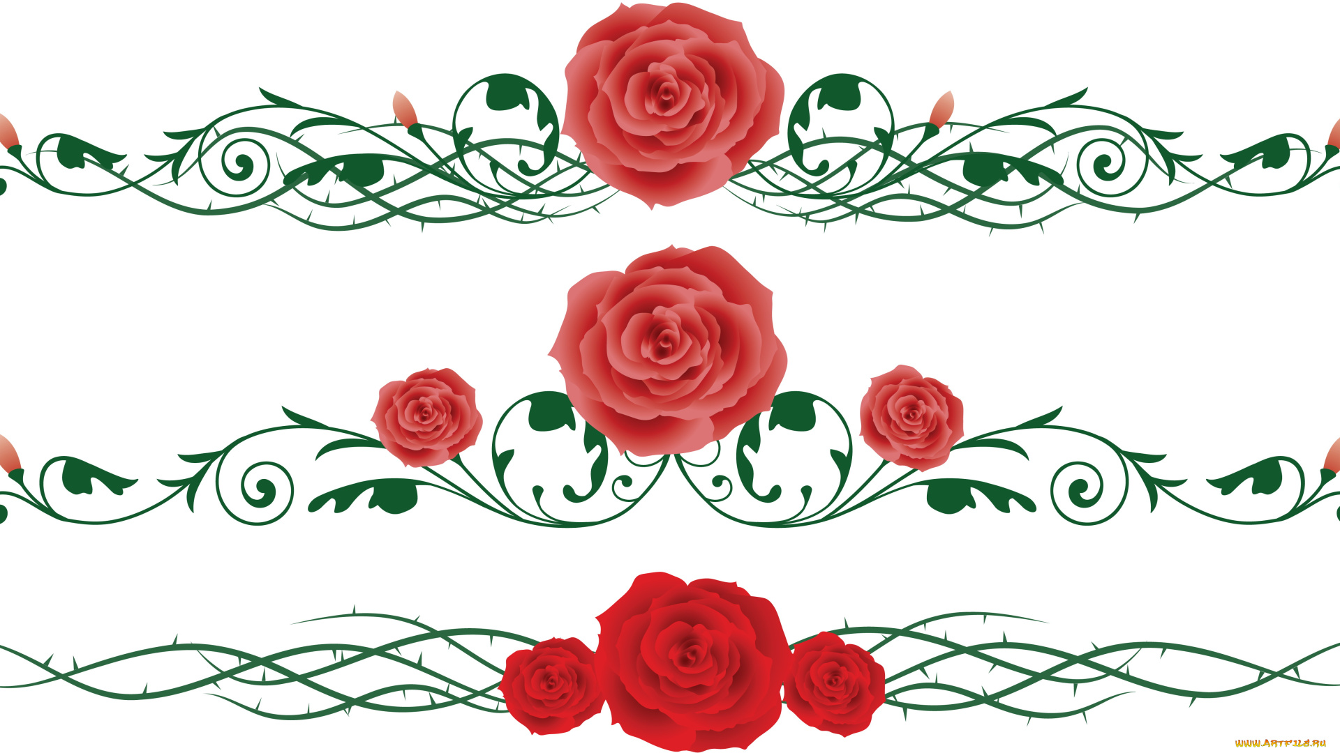 векторная, графика, цветы, , flowers, розы, орнамент, плети, бутоны
