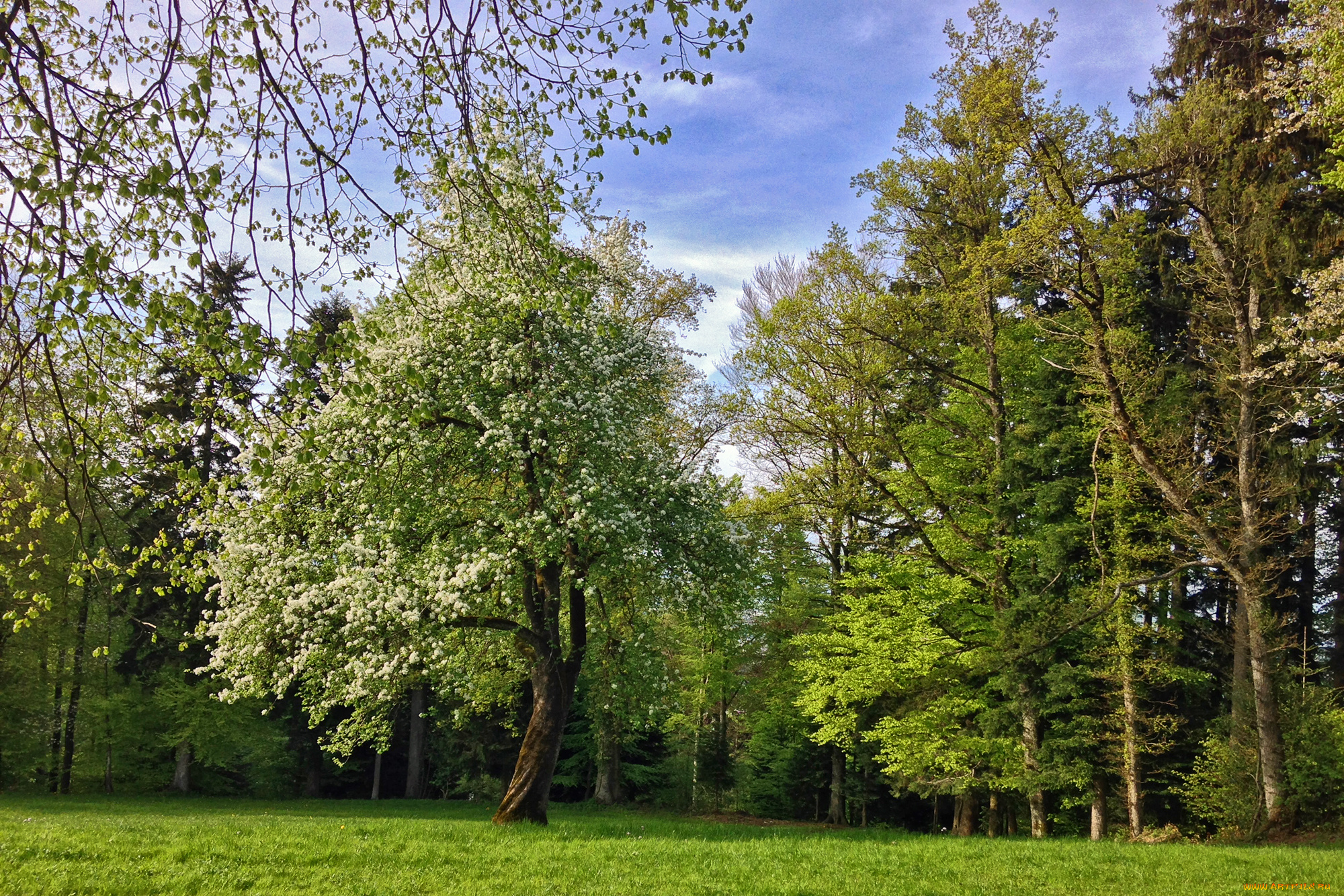 природа, лес, деревья