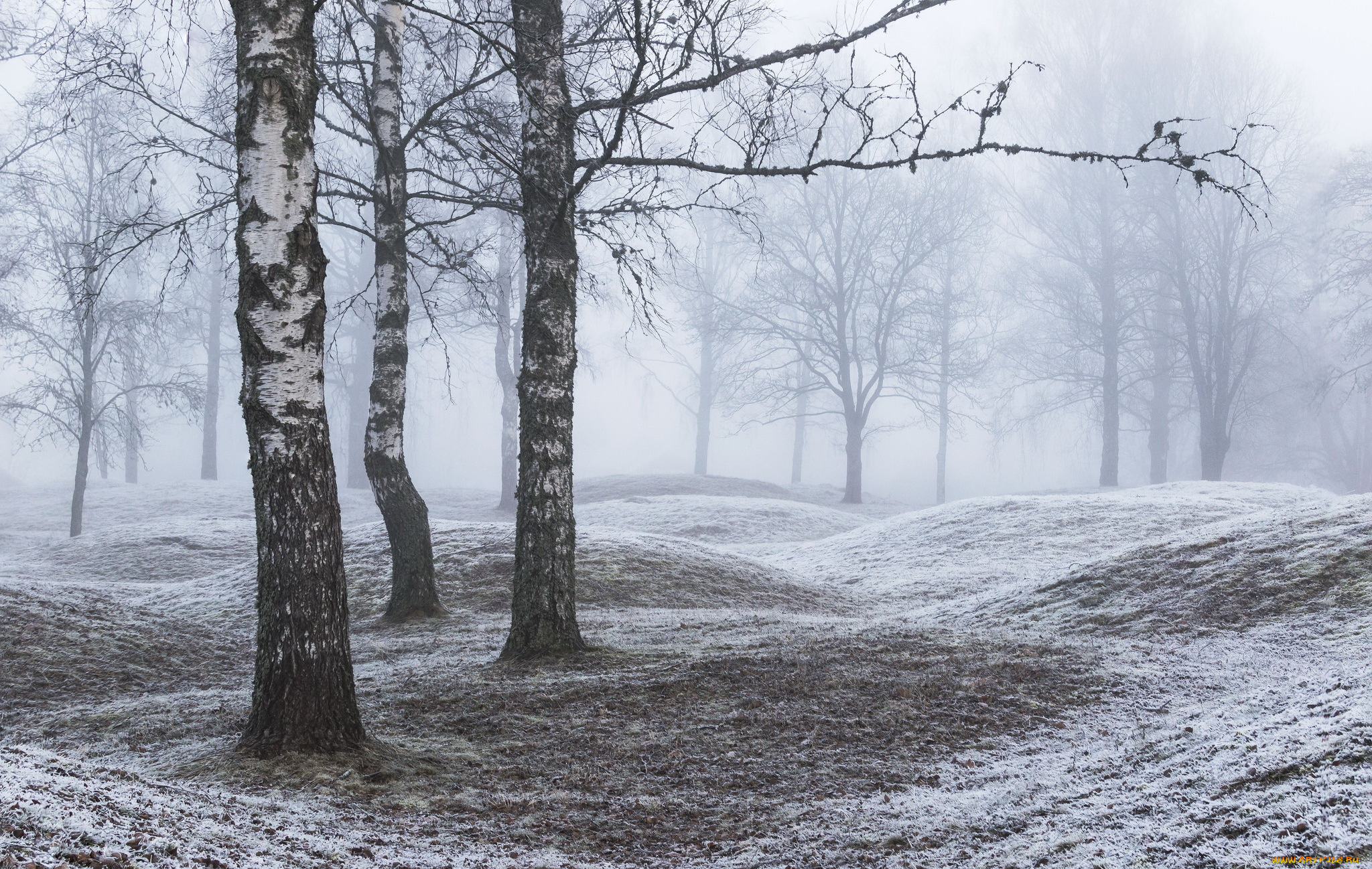 природа, лес, березы, снег