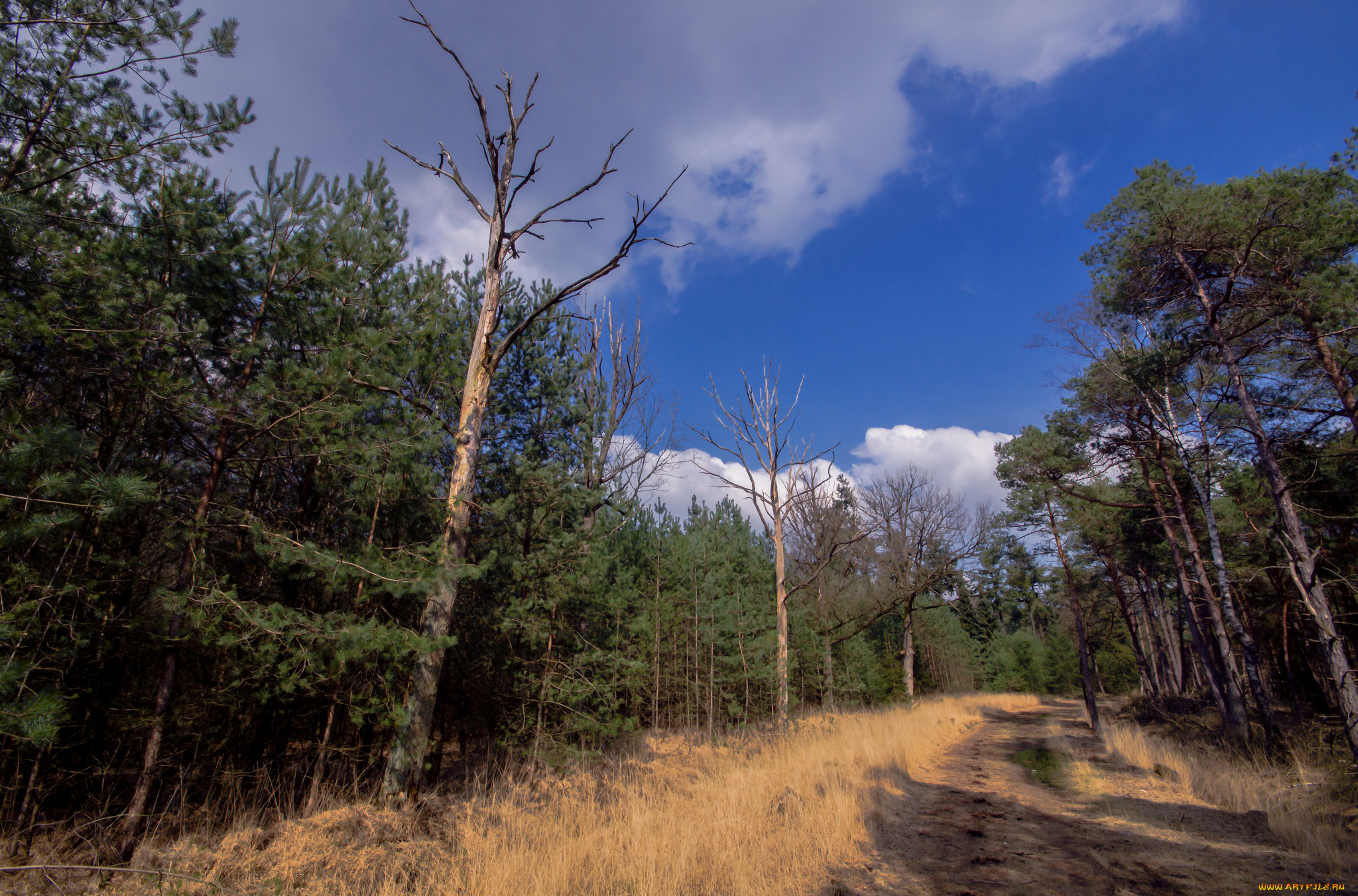 природа, лес, деревья