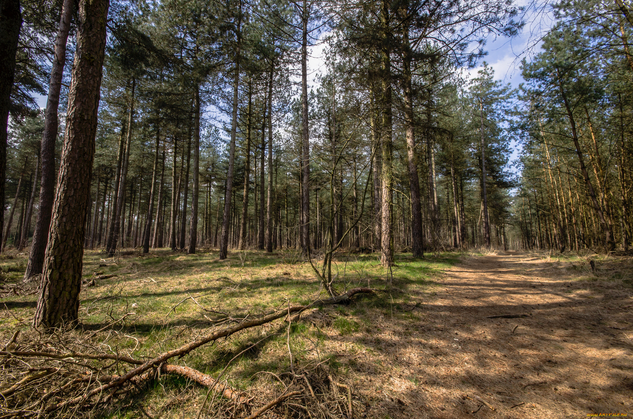 природа, лес, деревья