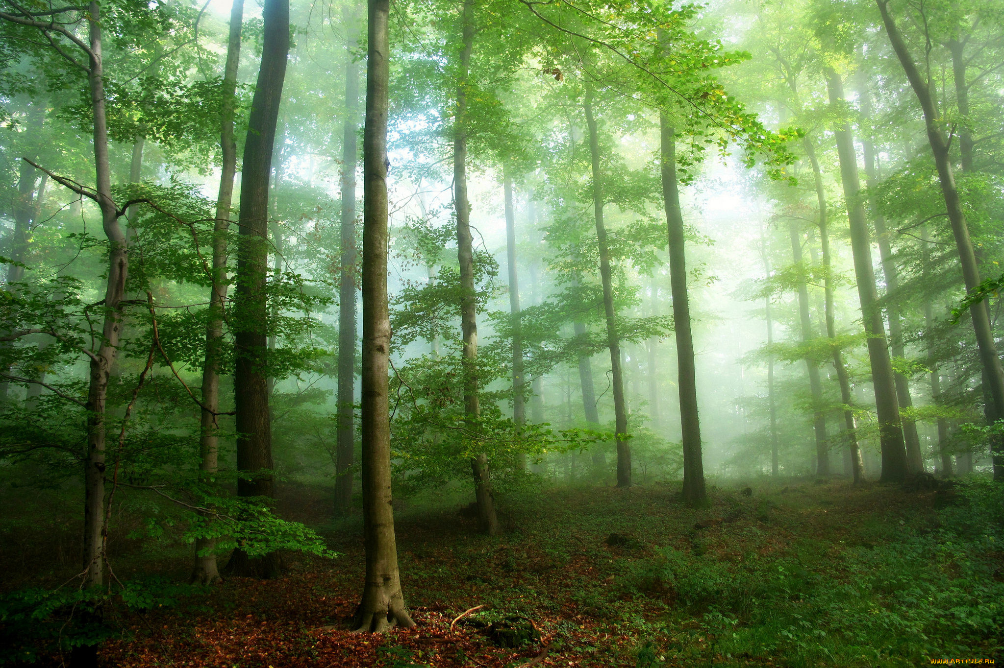 природа, лес, деревья