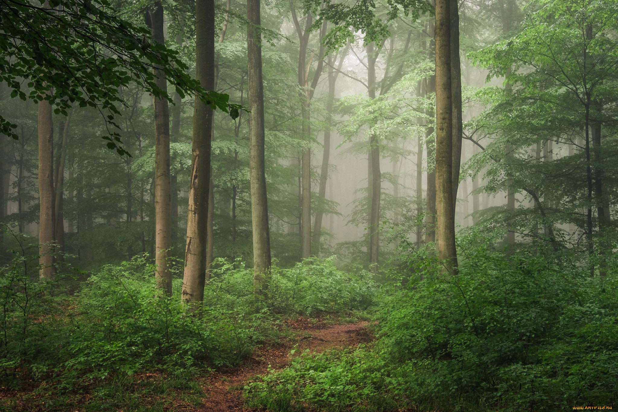 природа, лес, деревья