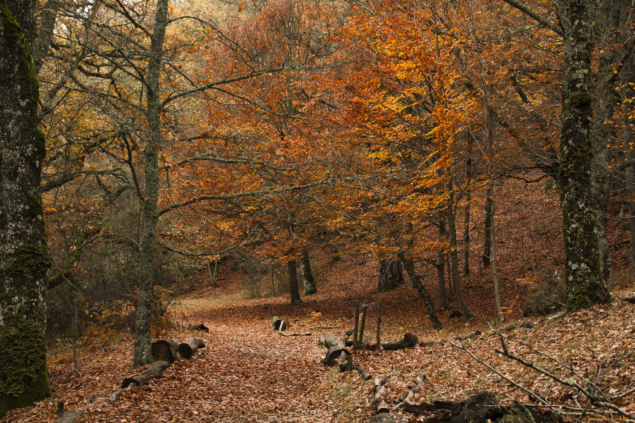 природа, лес, деревья