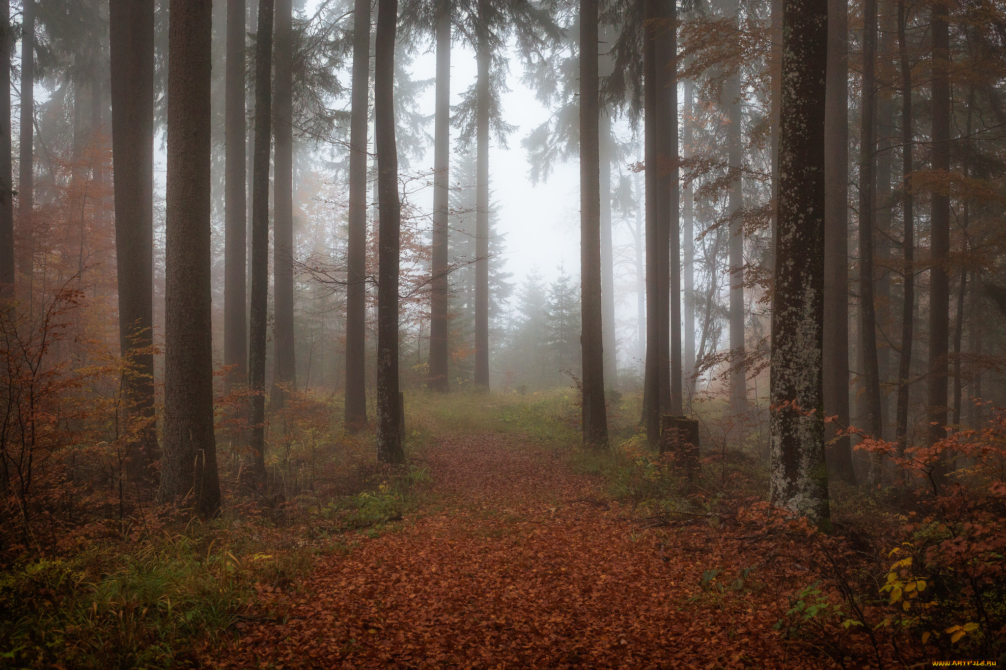 природа, лес, деревья