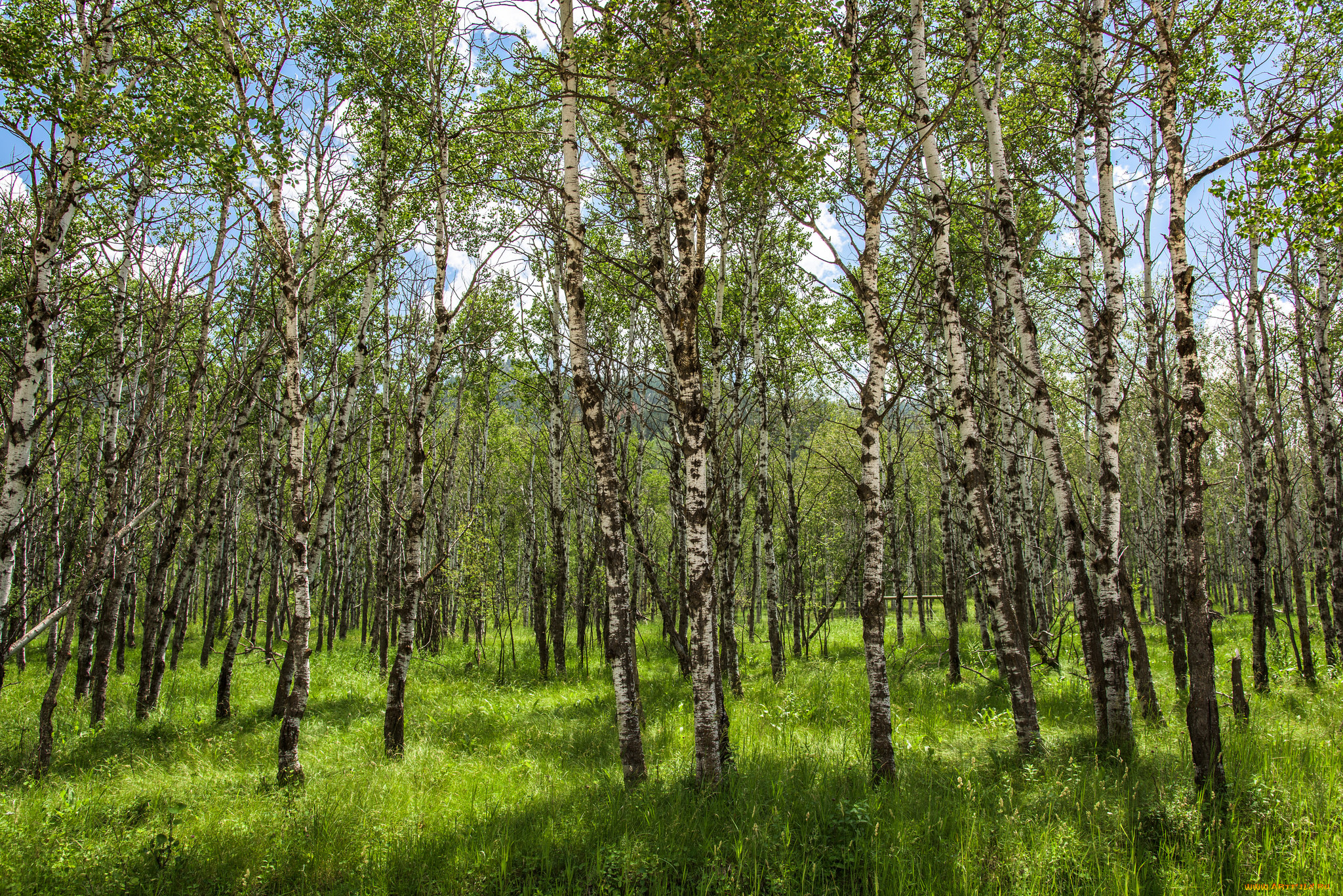 природа, лес, деревья