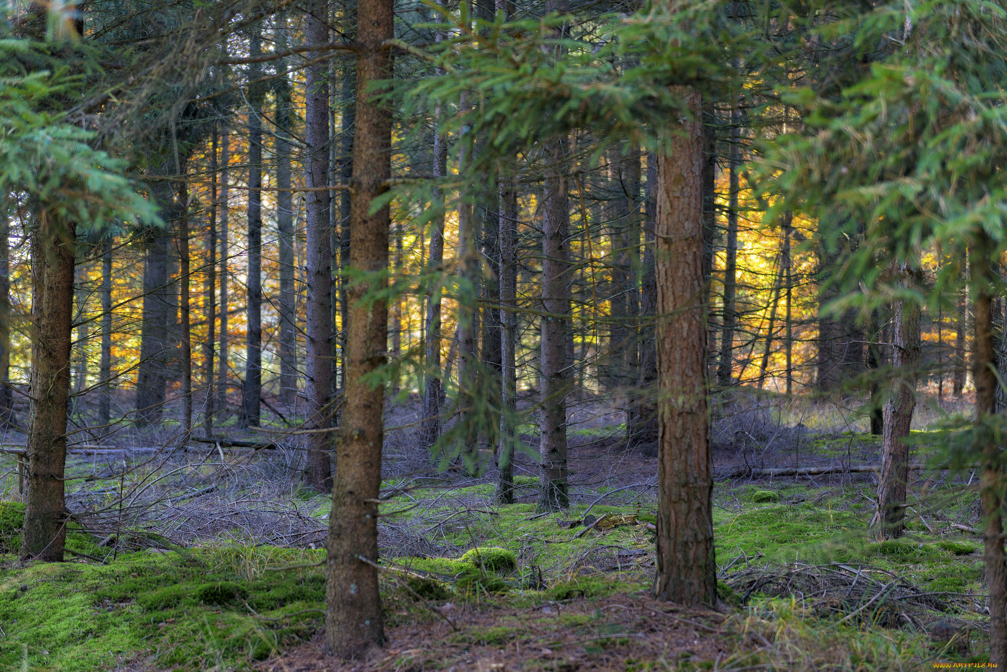 природа, лес, деревья