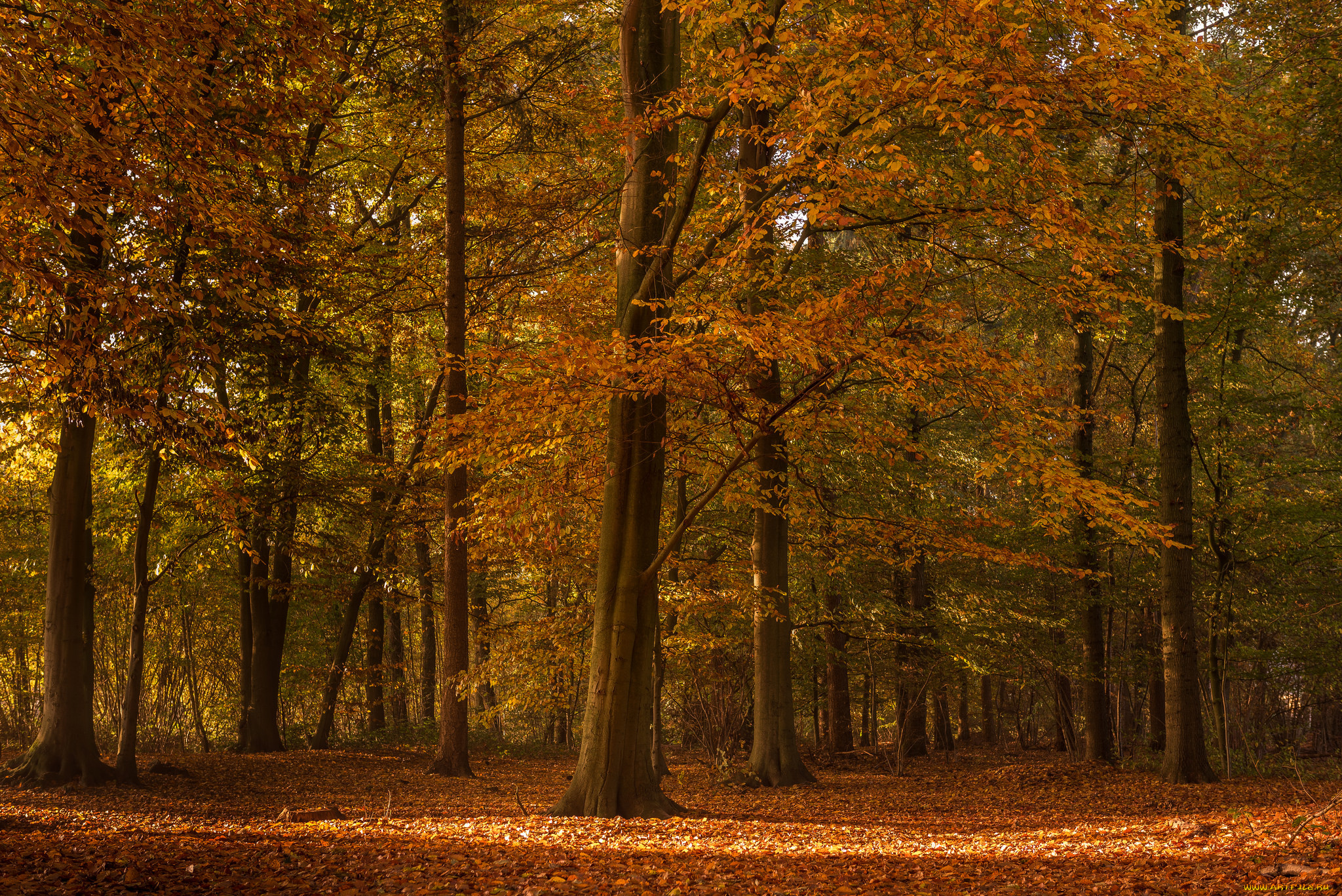 природа, лес, деревья