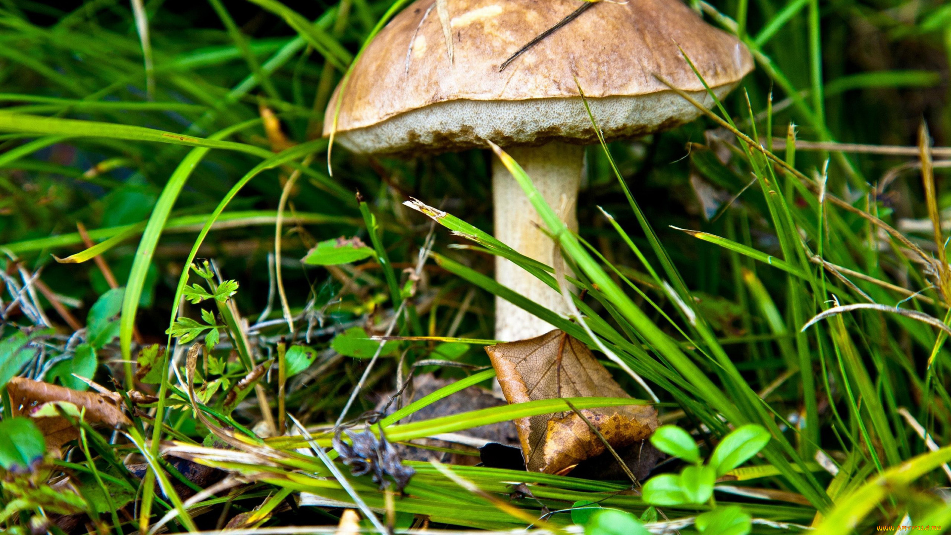 природа, грибы, подберезовик