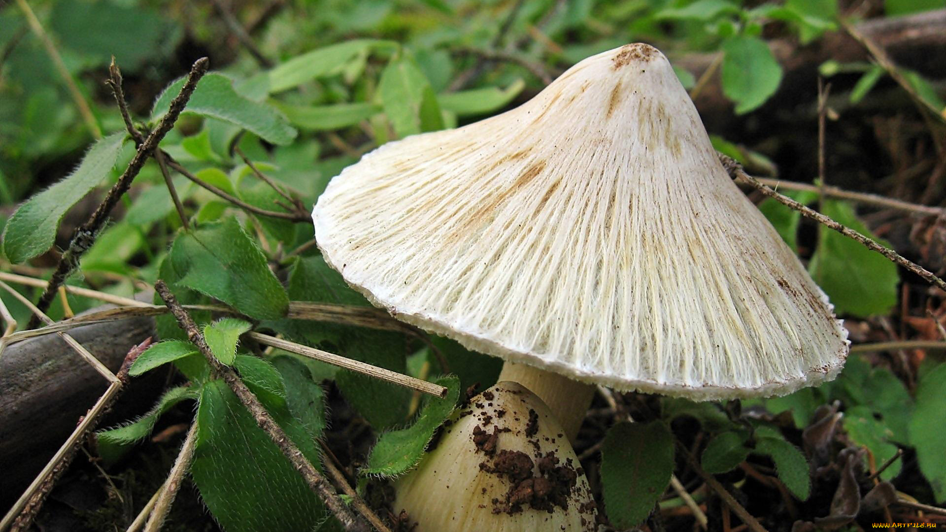 природа, грибы, шляпка