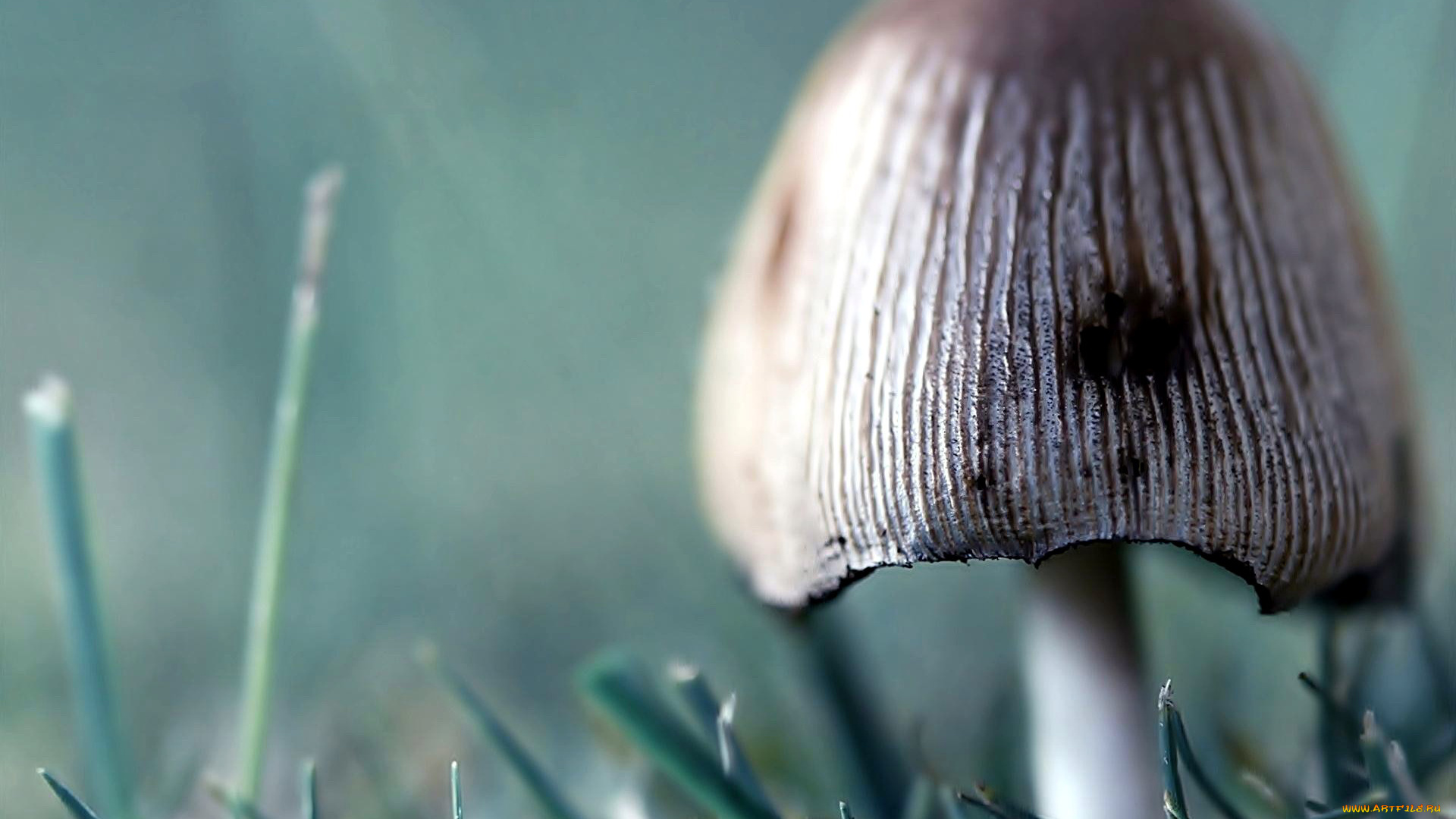 природа, грибы, шляпка