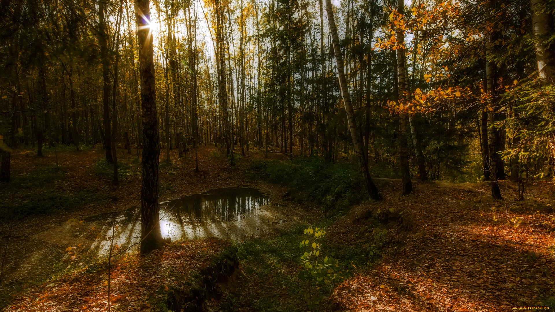 природа, лес, деревья