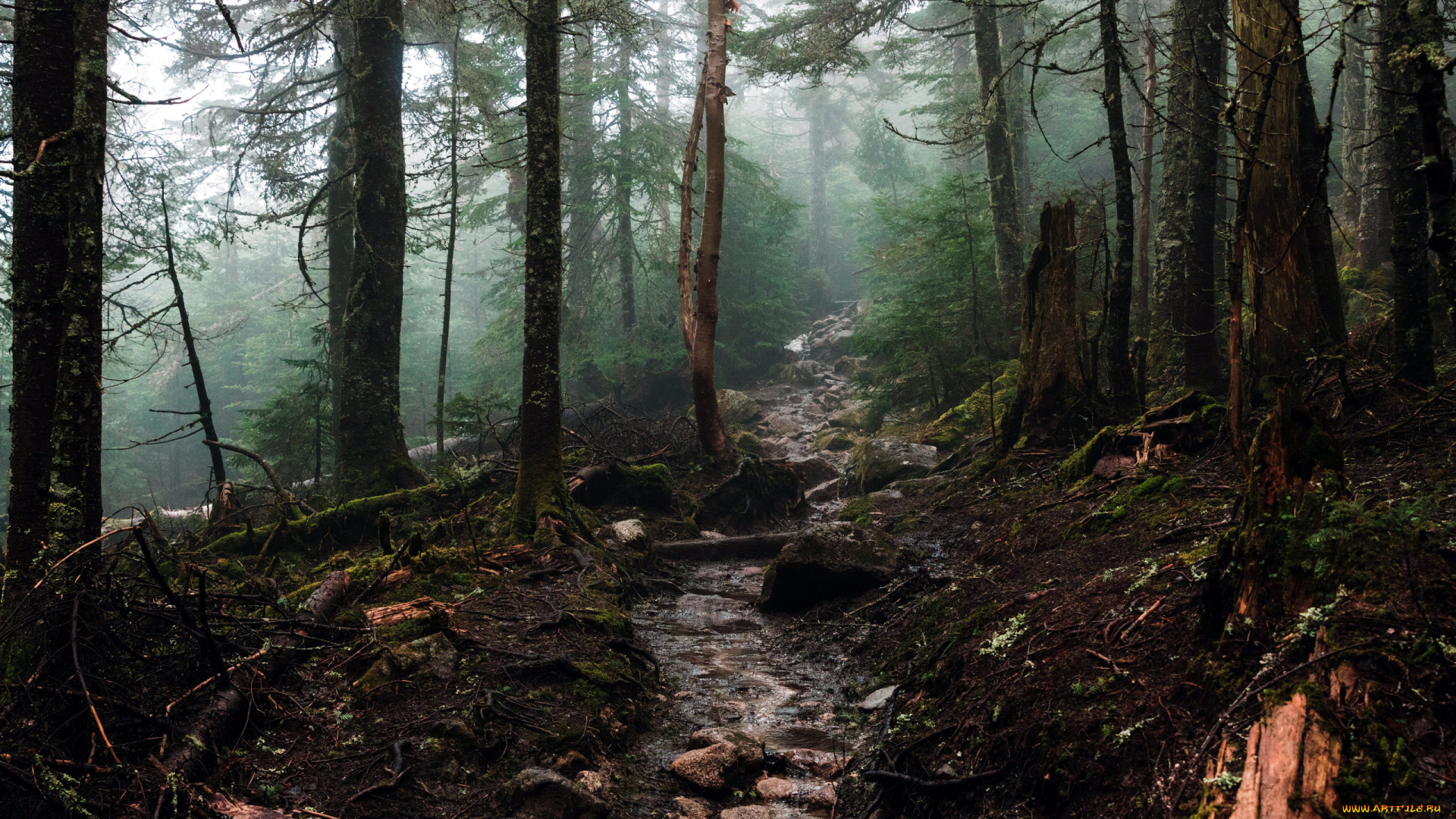 природа, лес, деревья, ручей
