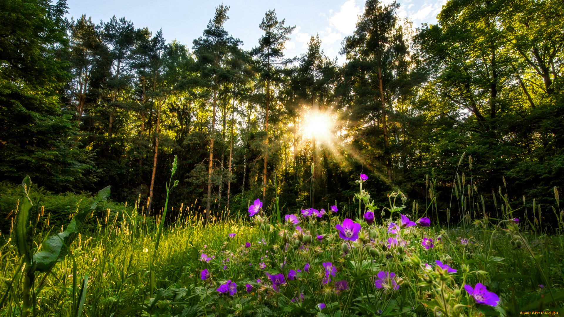 природа, луга, простор