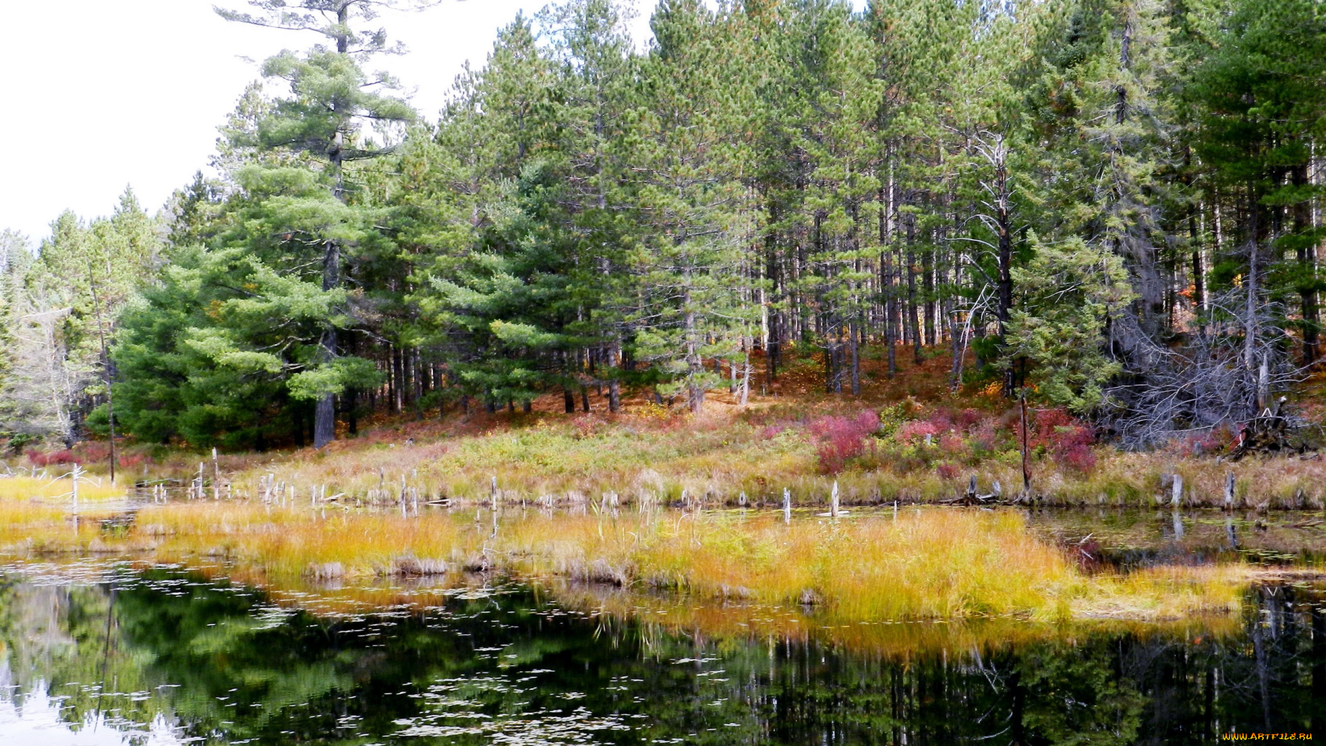 природа, реки, озера, лес, река, осень