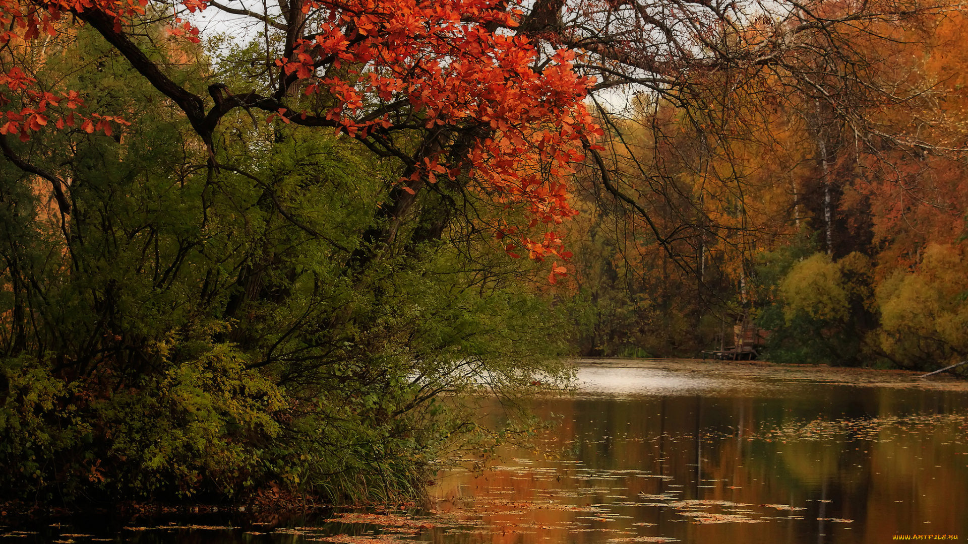 природа, реки, озера, река, лес