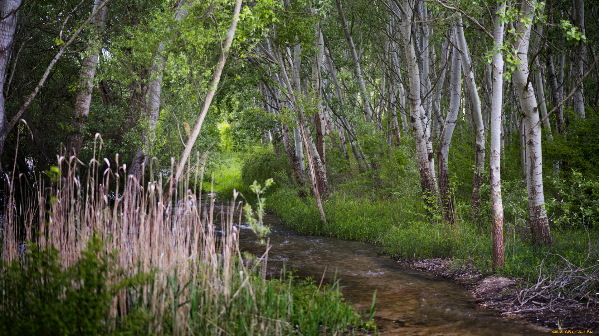 природа, реки, озера, река, лес