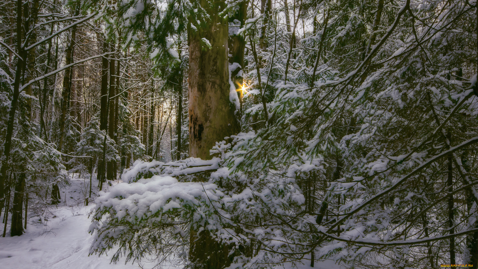 природа, зима, деревья