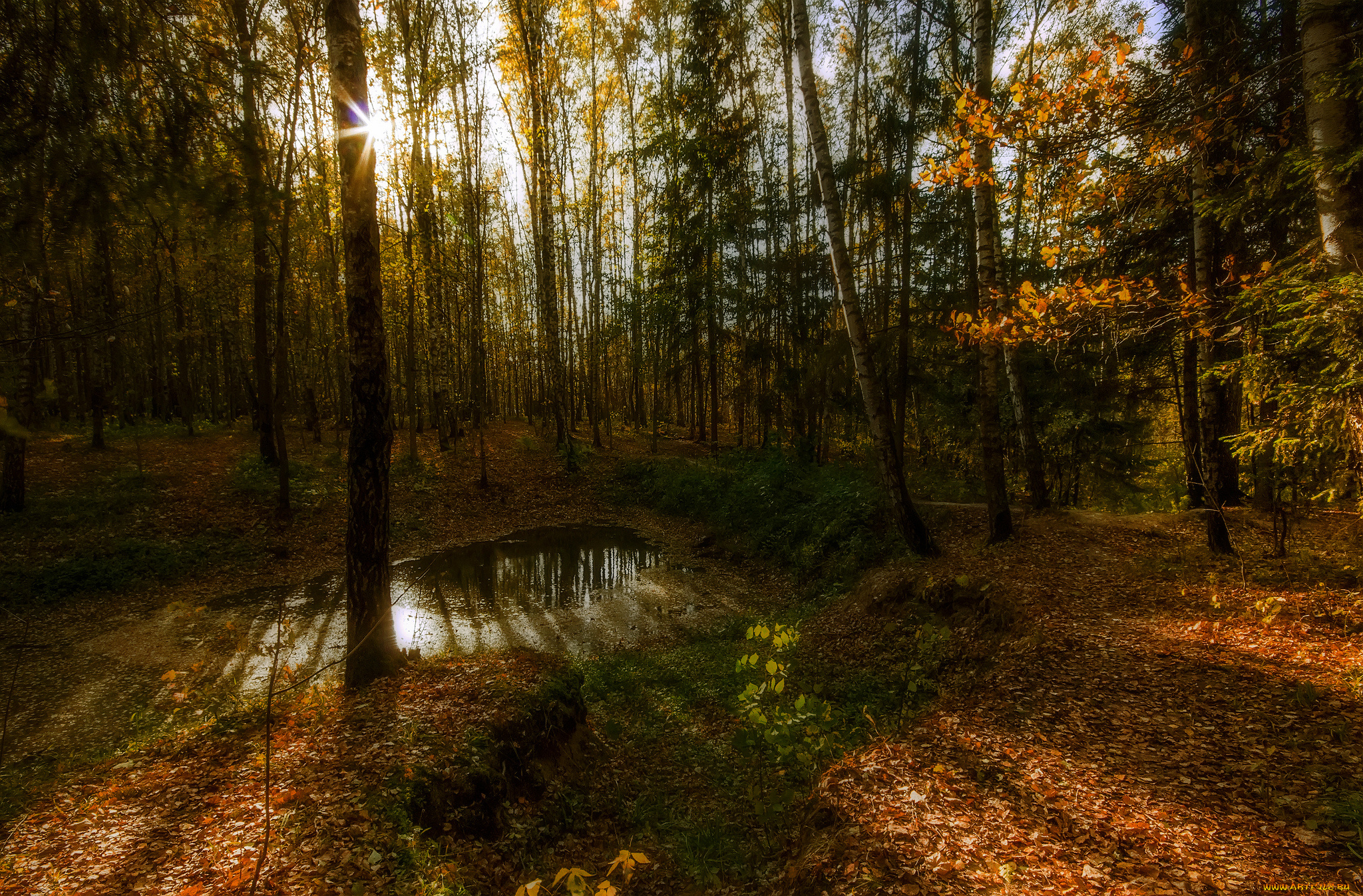 природа, лес, деревья