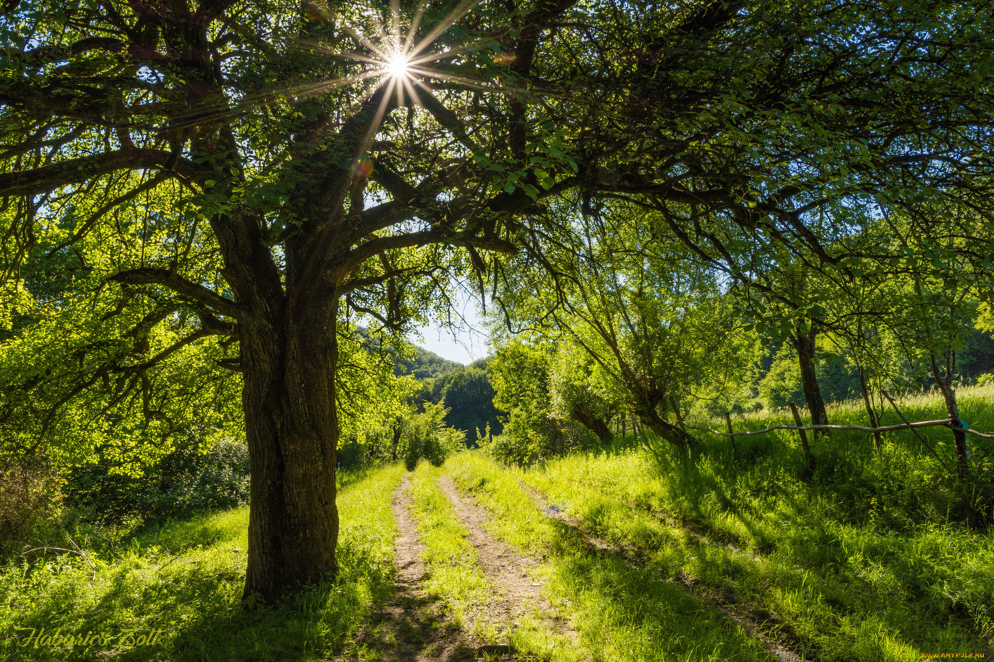 природа, лес, простор