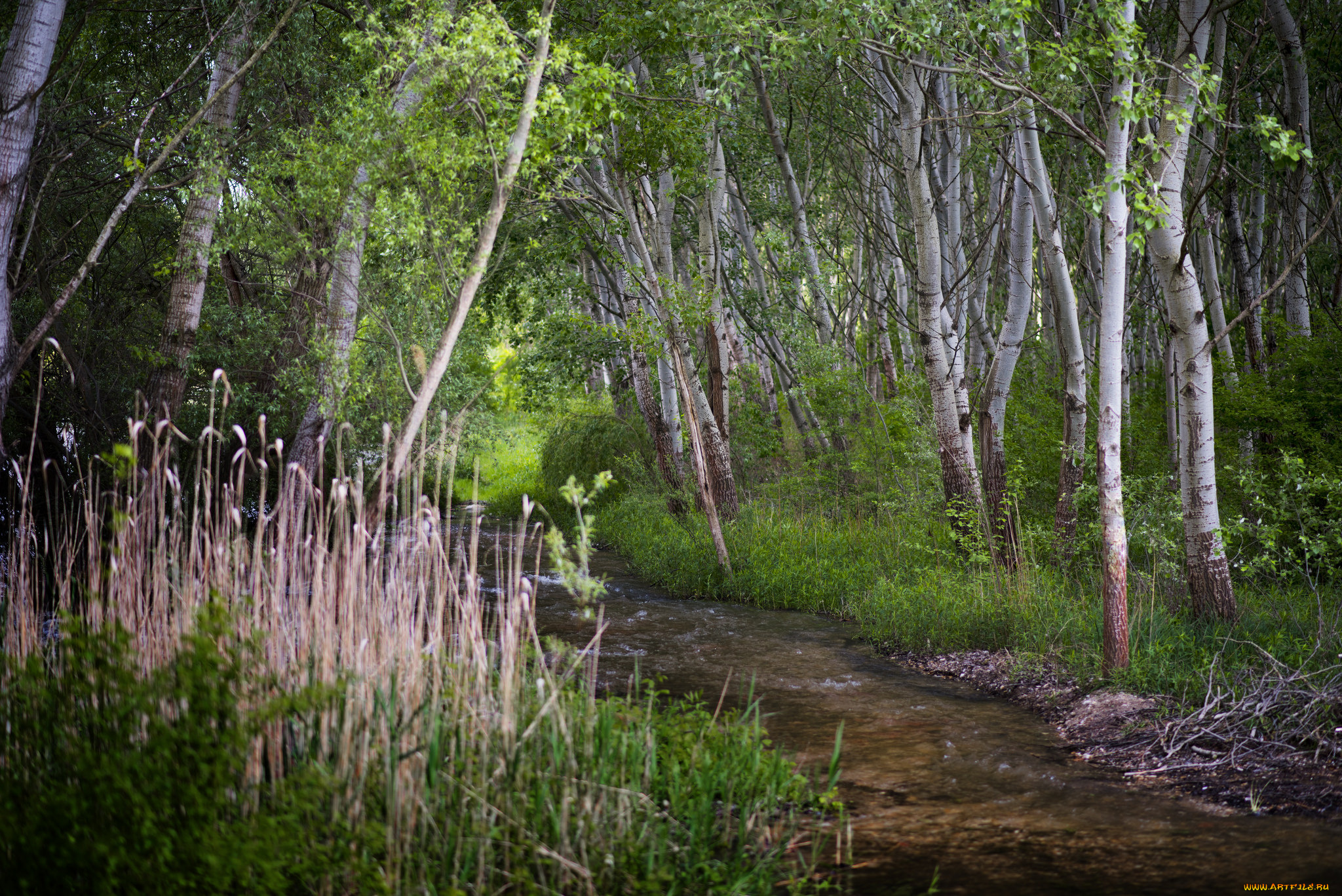 природа, реки, озера, река, лес