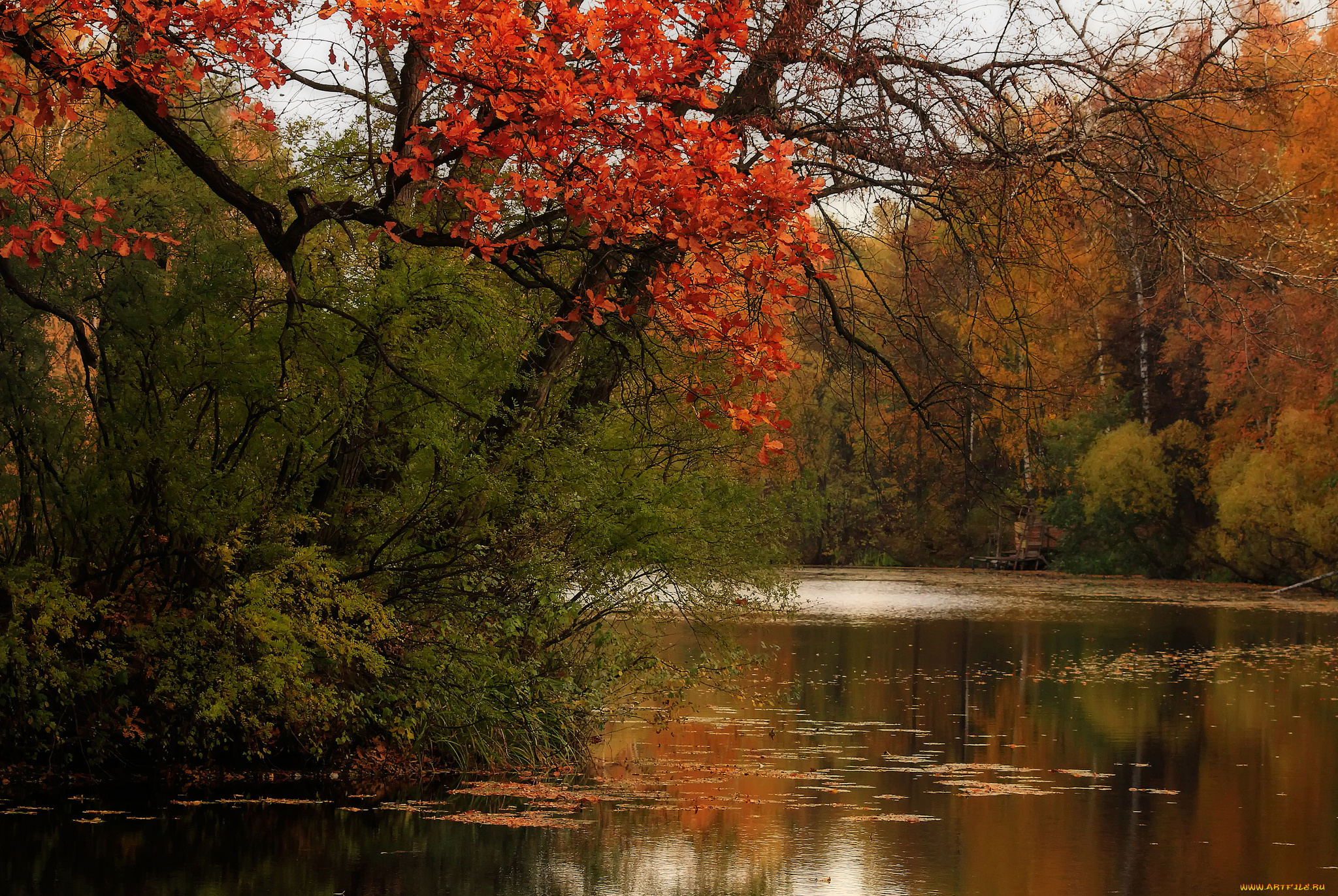 природа, реки, озера, река, лес