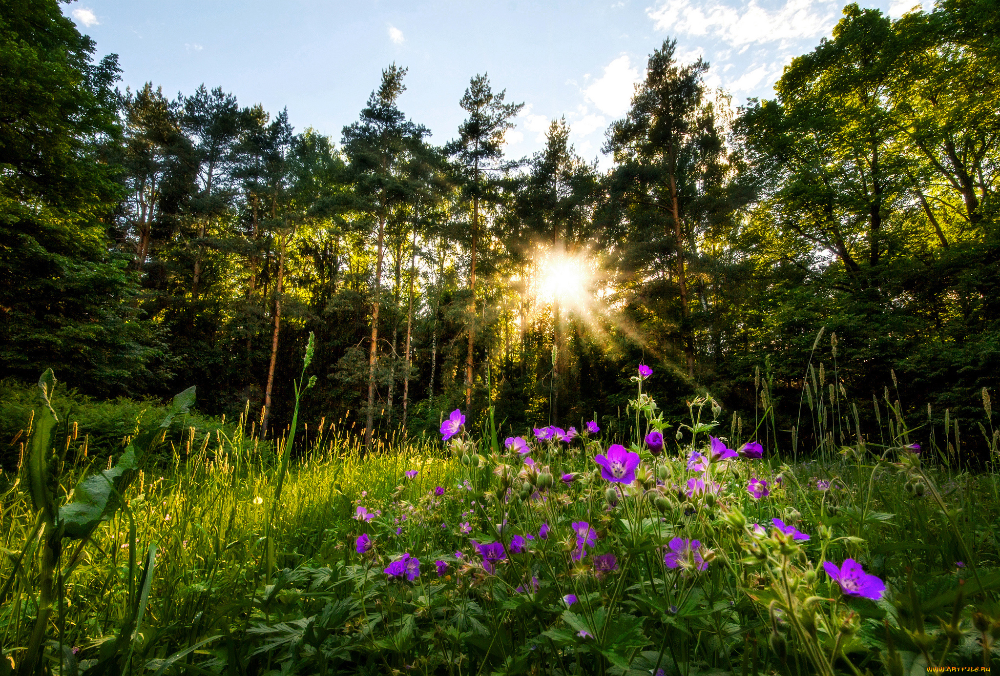 природа, луга, простор