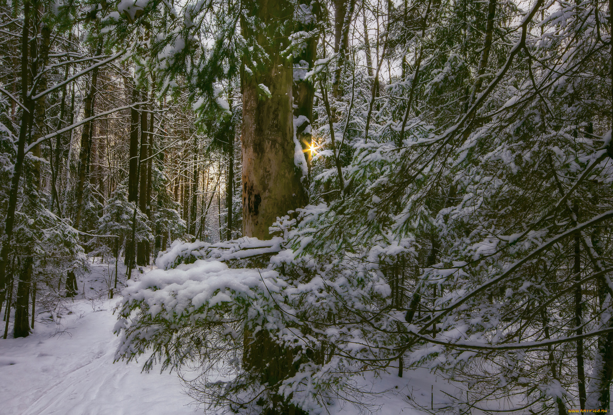 природа, зима, деревья