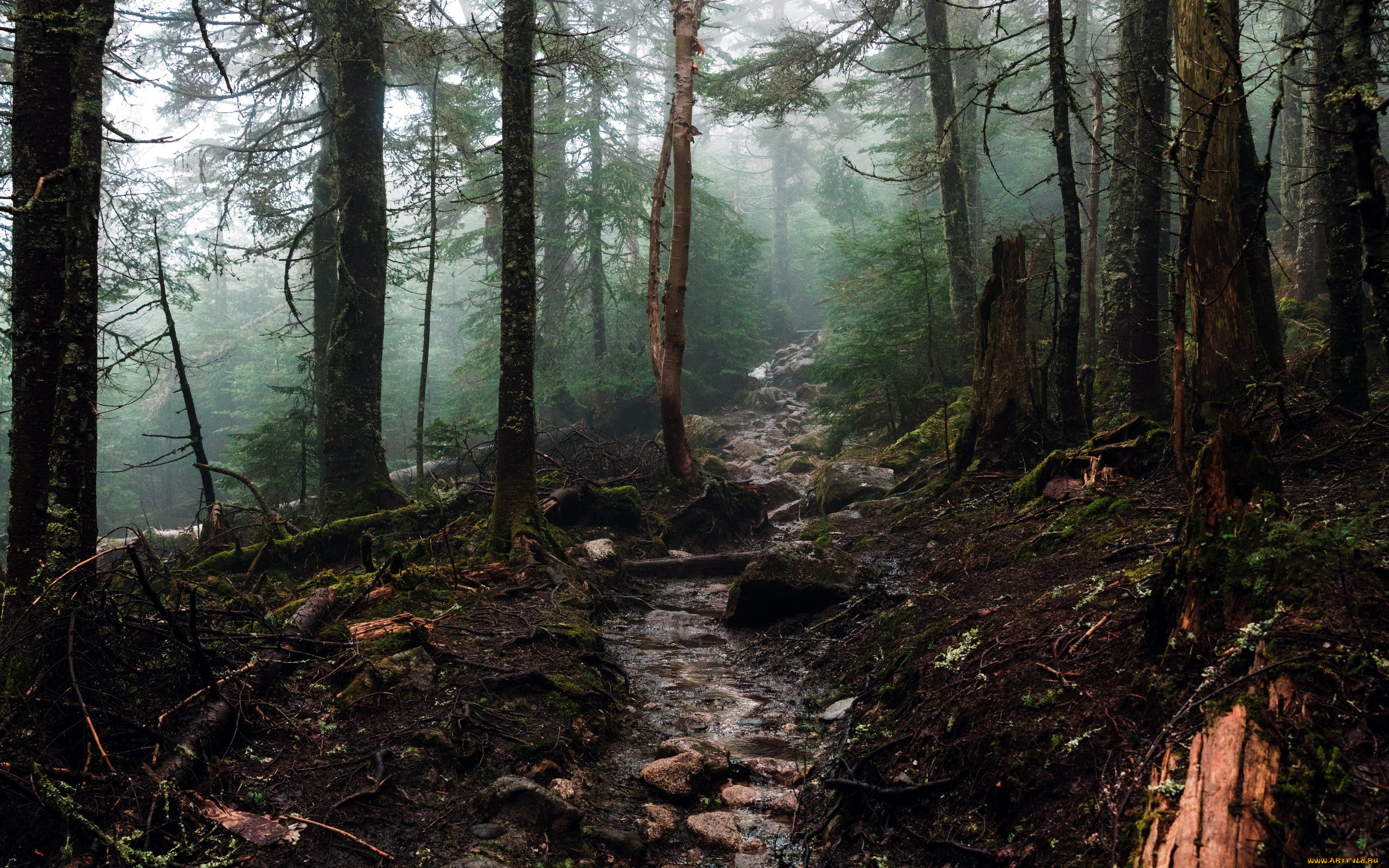 природа, лес, деревья, ручей