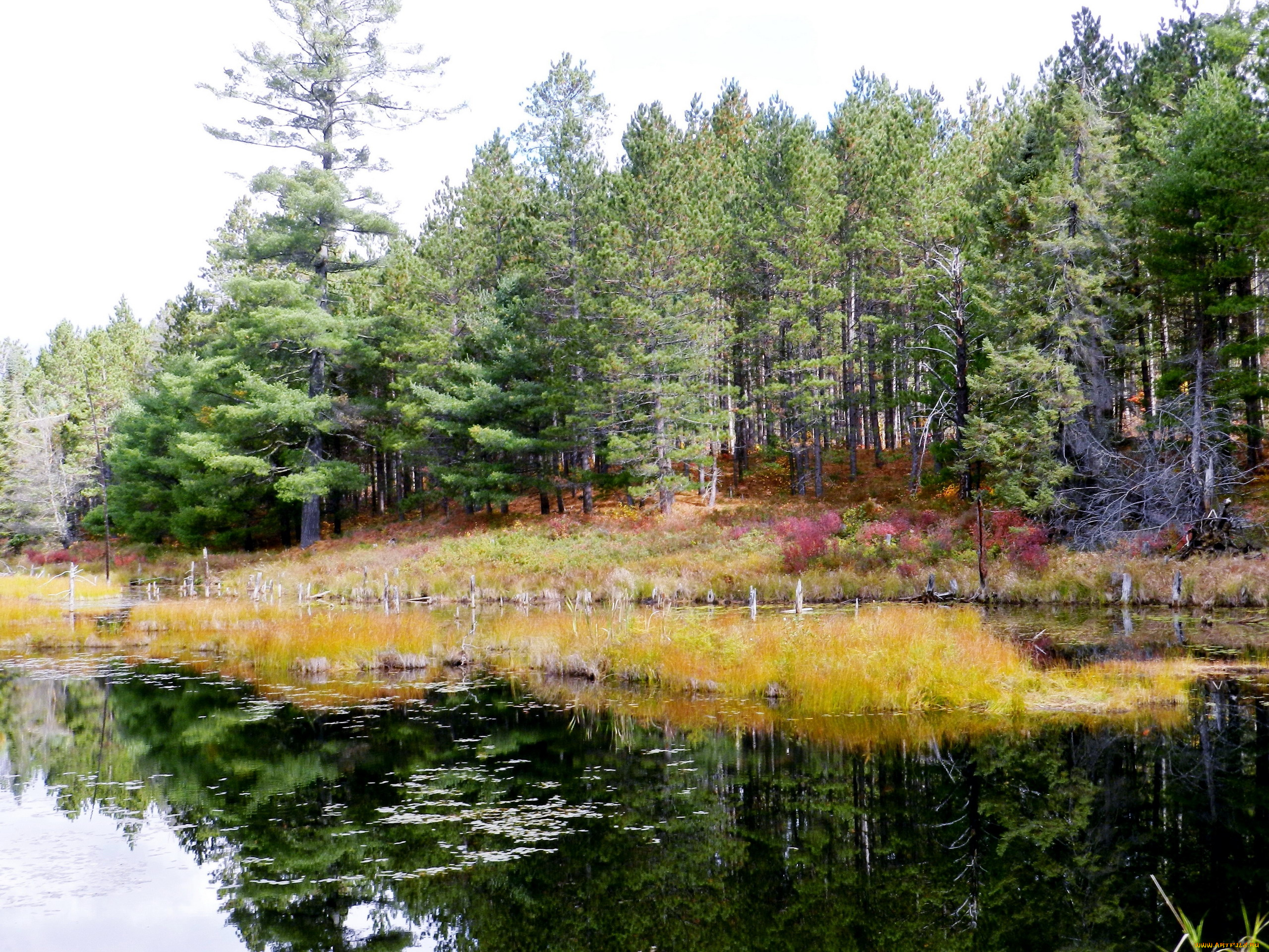 природа, реки, озера, лес, река, осень