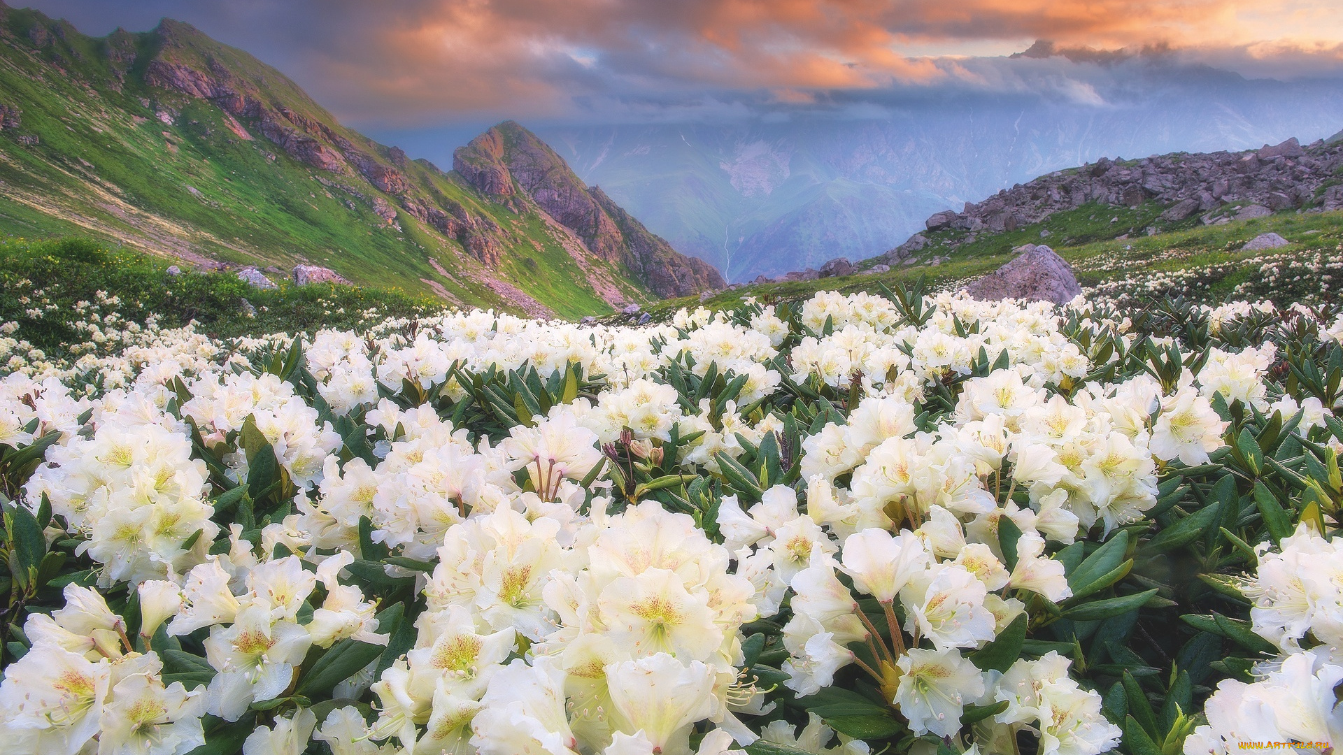 алания, , северная, осетия, природа, луга, горы, долина, цветы, облака