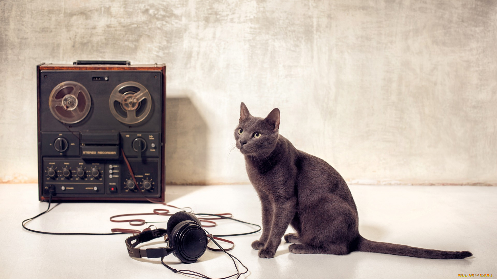 музыка, -другое, наушники, магнитофон, кошка