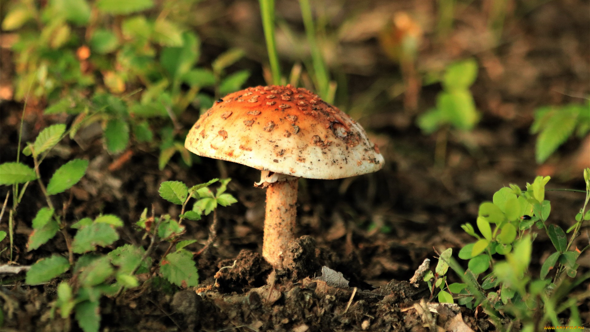 природа, грибы, , мухомор, одиночка