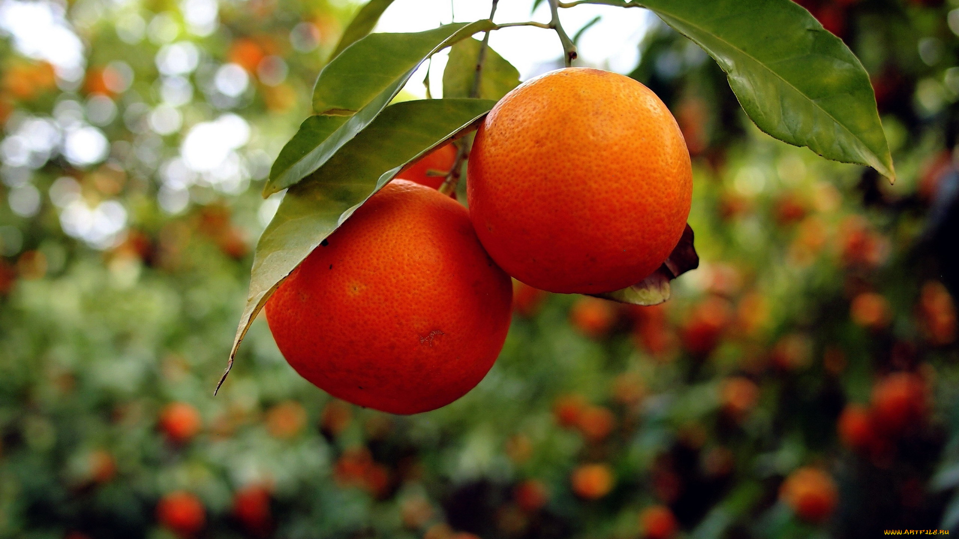 природа, плоды, цитрусы