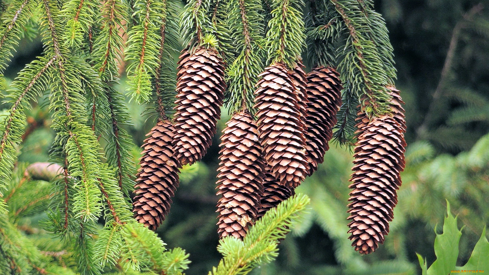 природа, шишки, , жёлуди, , каштаны, ветки, ель