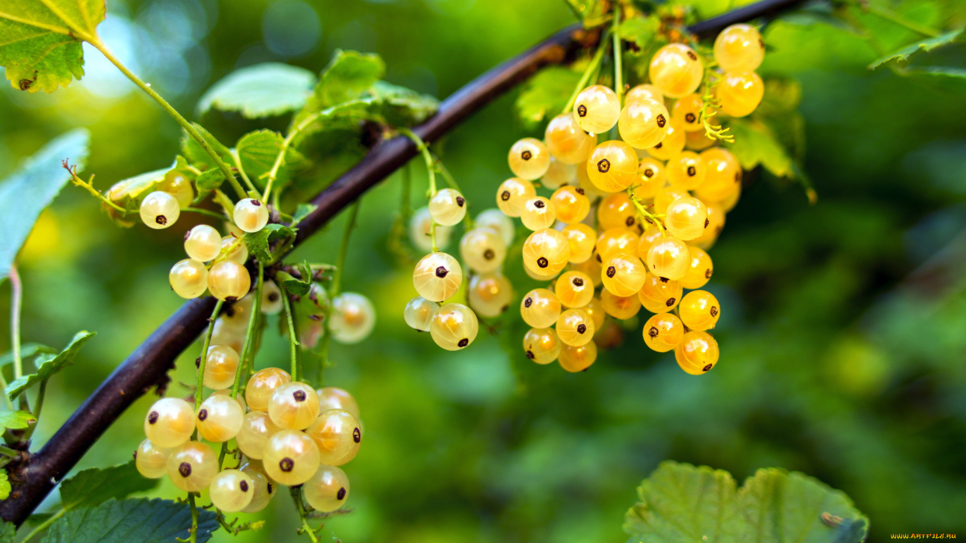 природа, Ягоды, смородина